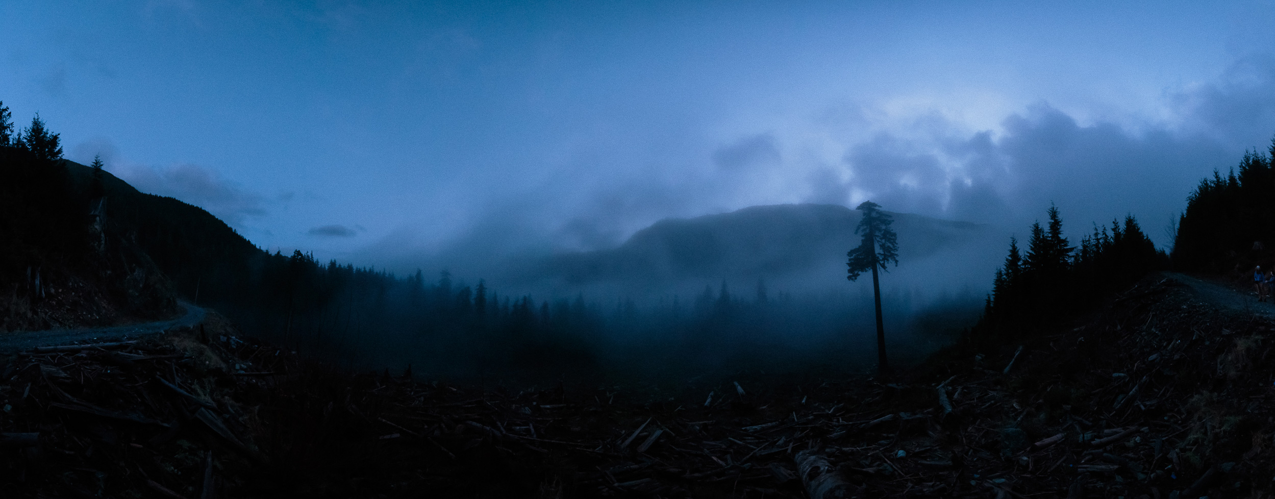 23-Vancouver-Island-BC-Old-Growth-Forests-Logging-Port-Renfrew-Big-Lonely-Doug.jpg