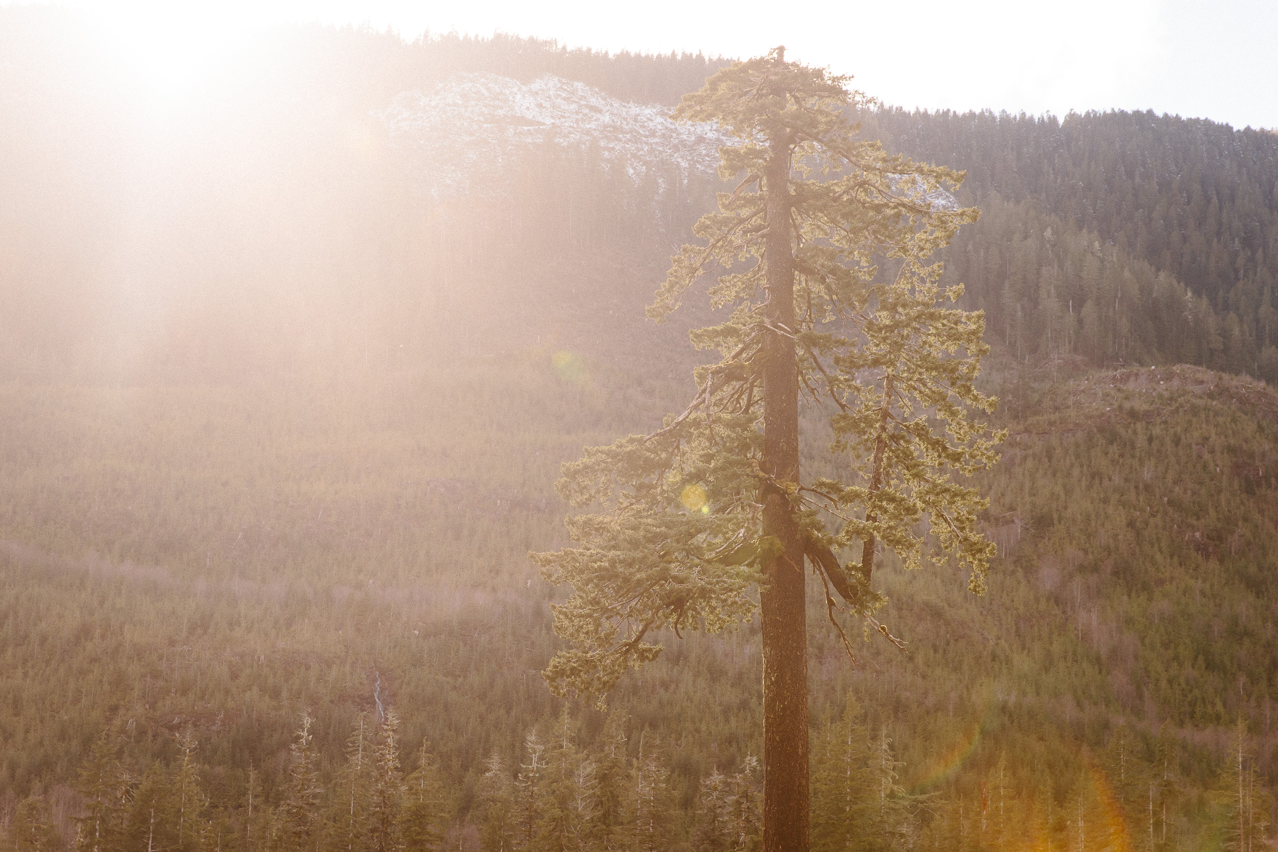 01-Vancouver-Island-Old-Growth-Forests-Logging-Port-Renfrew-Big-Lonely-Doug-Clearcut.jpg