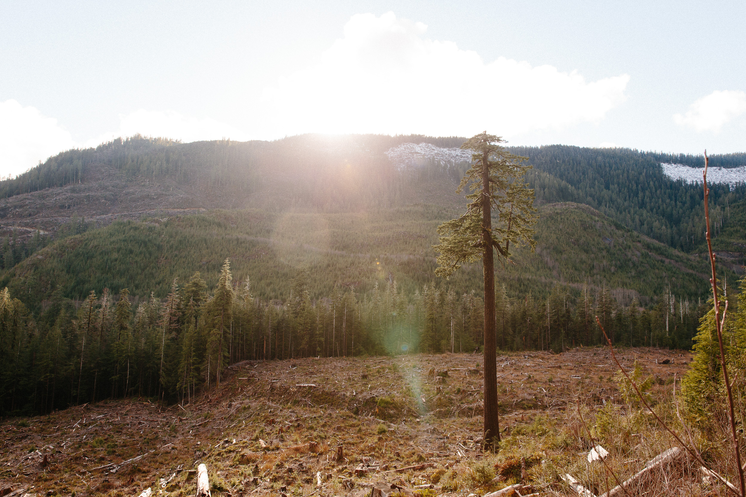 02-Vancouver-Island-Old-Growth-Forests-Logging-Port-Renfrew-Big-Lonely-Doug-Clearcut.jpg