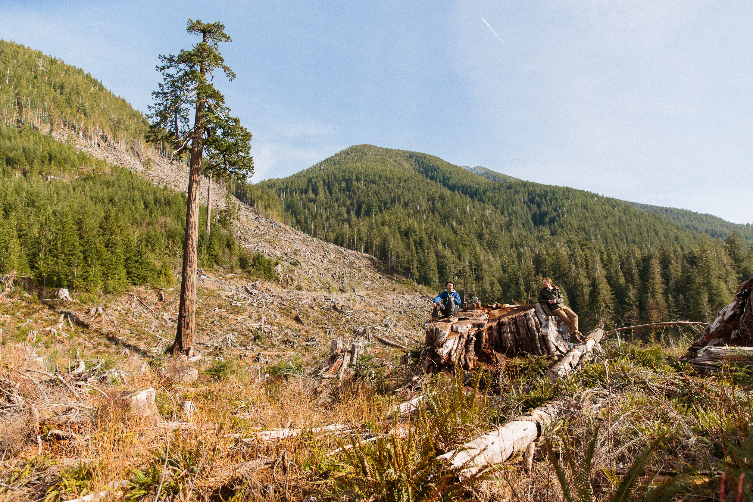 04-Vancouver-Island-Old-Growth-Forests-Logging-Port-Renfrew-Big-Lonely-Doug-Clearcut.jpg