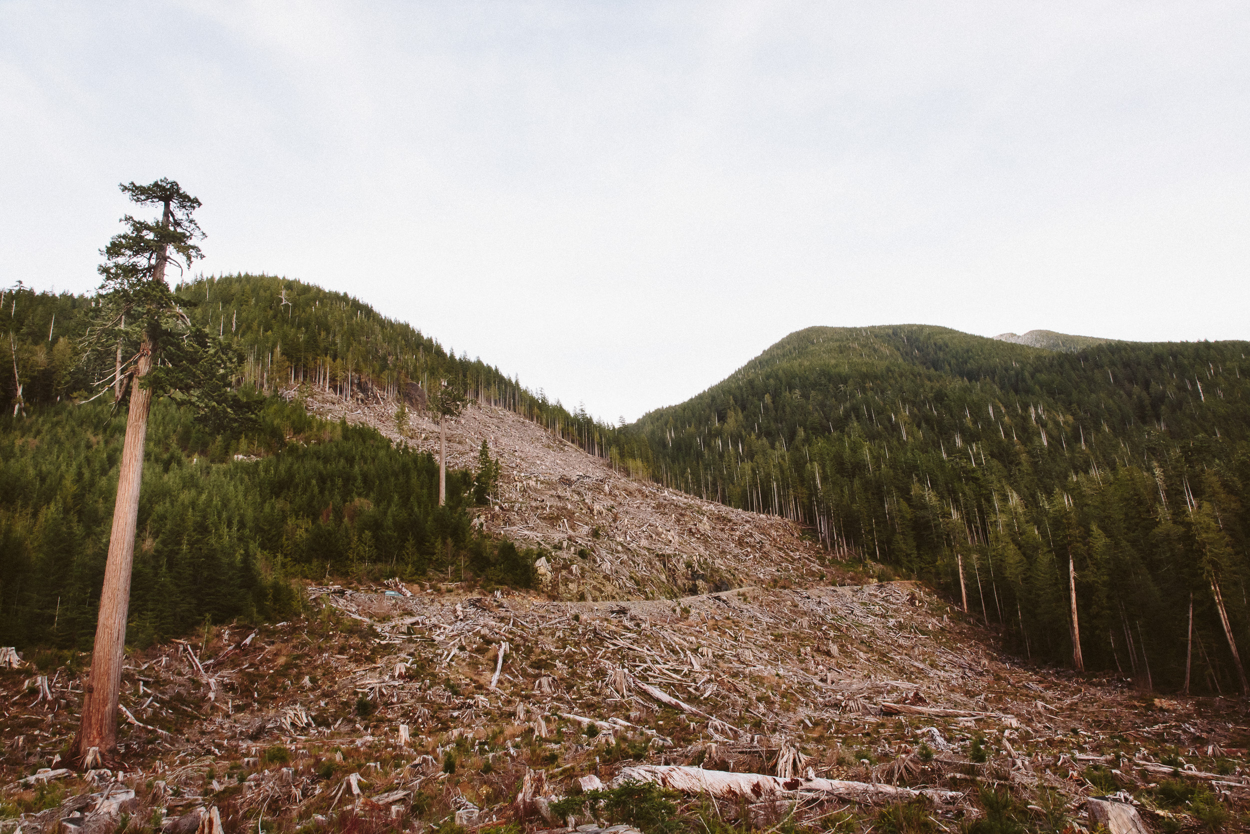 06-Vancouver-Island-Old-Growth-Forests-Logging-Port-Renfrew-Big-Lonely-Doug-Clearcut.jpg