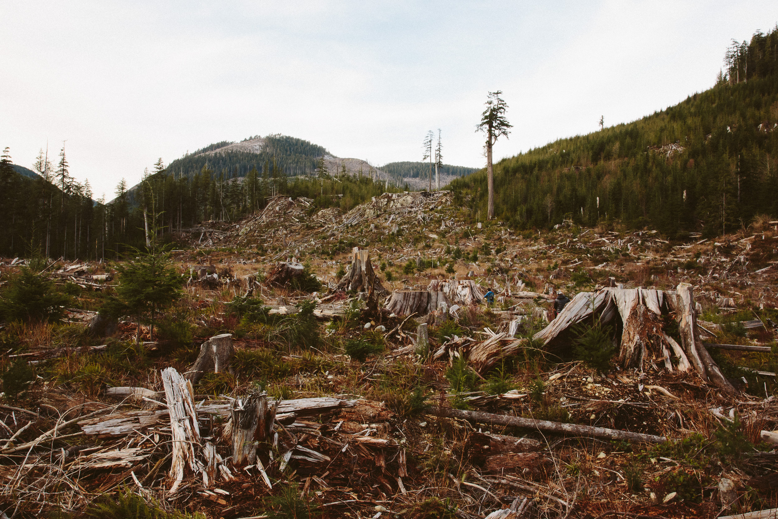 08-Vancouver-Island-Old-Growth-Forests-Logging-Port-Renfrew-Big-Lonely-Doug-Clearcut.jpg