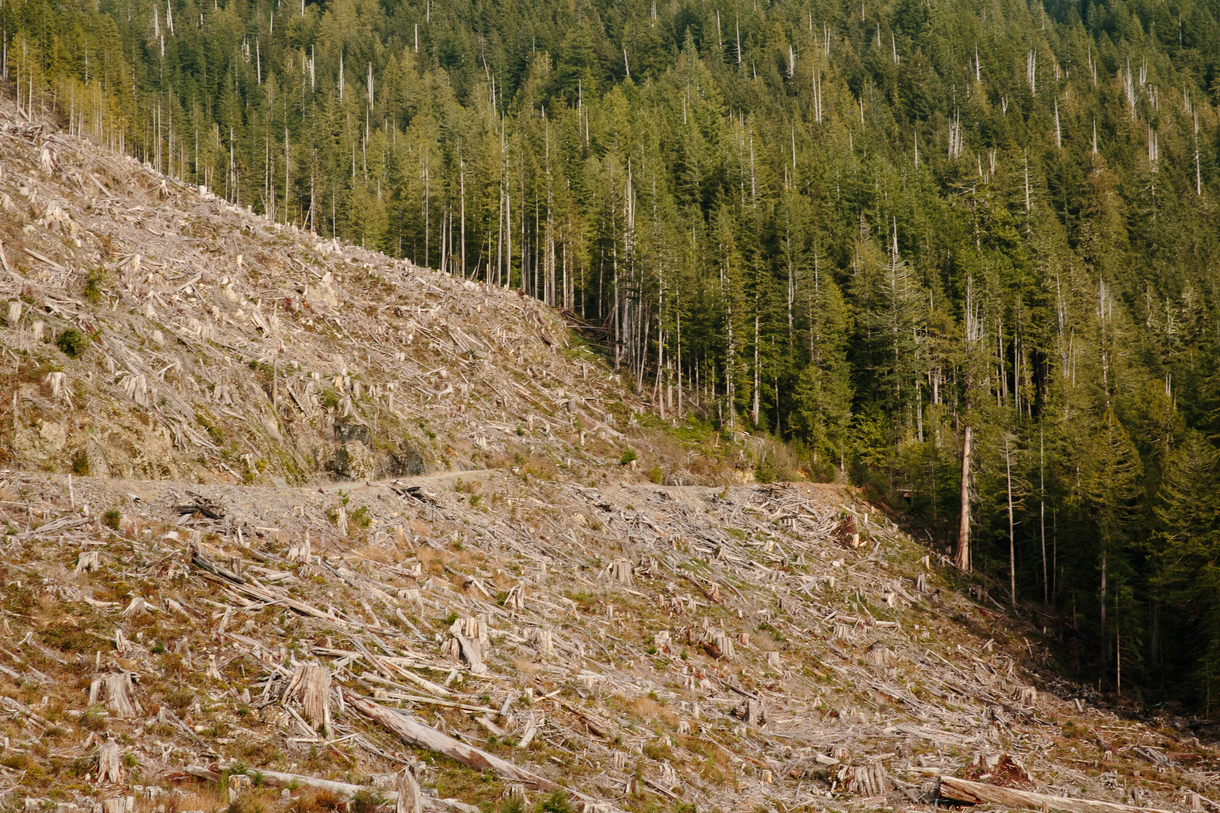 07-Vancouver-Island-Old-Growth-Forests-Logging-Port-Renfrew-Big-Lonely-Doug-Clearcut.jpg