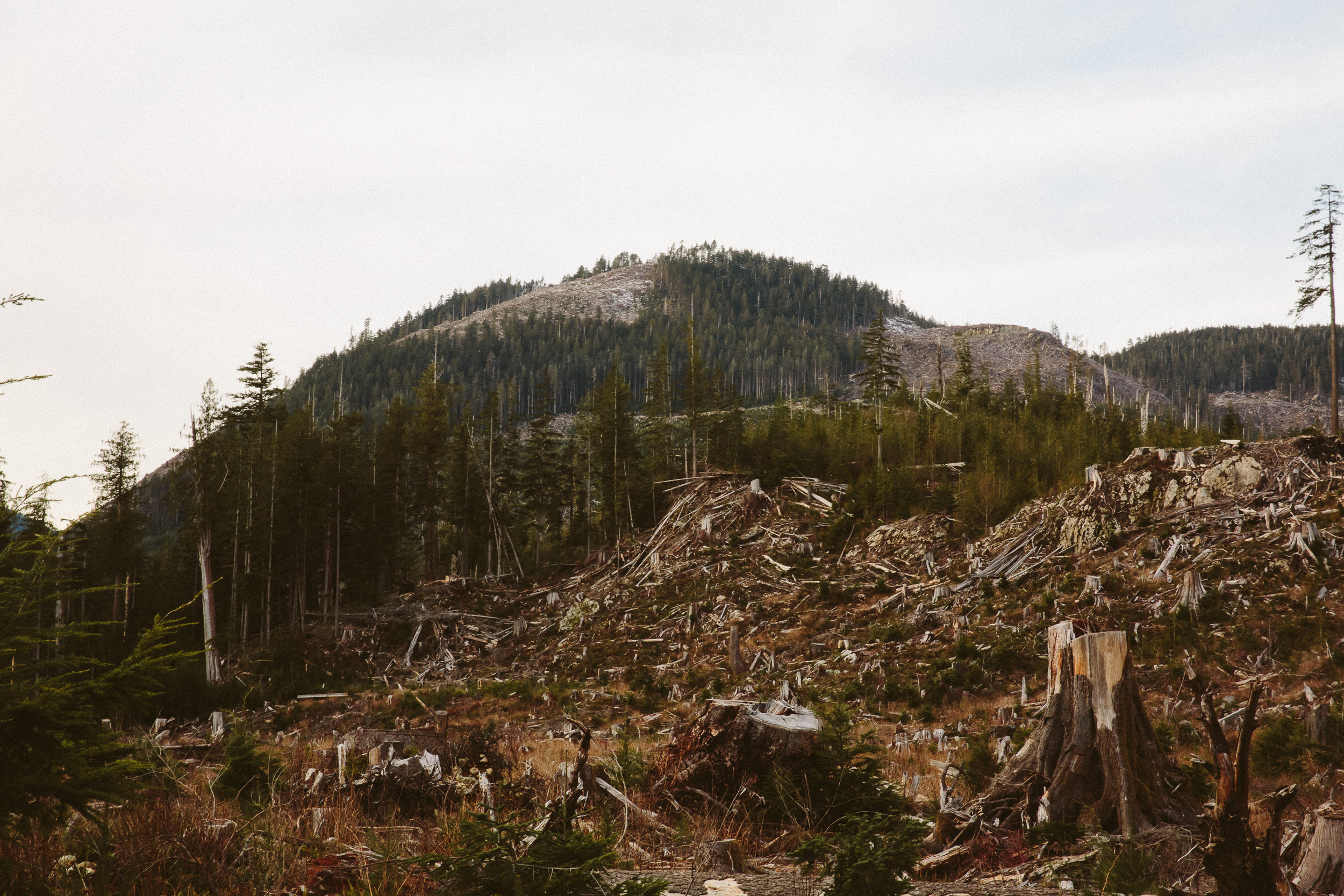 09-Vancouver-Island-Old-Growth-Forests-Logging-Port-Renfrew-Big-Lonely-Doug-Clearcut.jpg