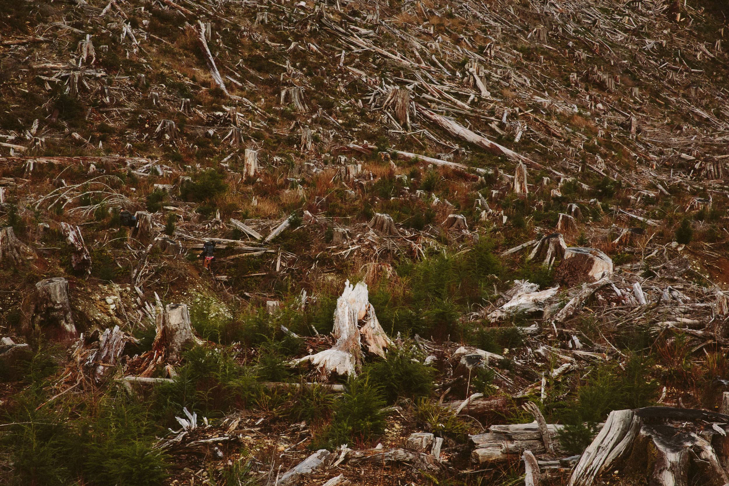 10-Vancouver-Island-Old-Growth-Forests-Logging-Port-Renfrew-Big-Lonely-Doug-Clearcut.jpg