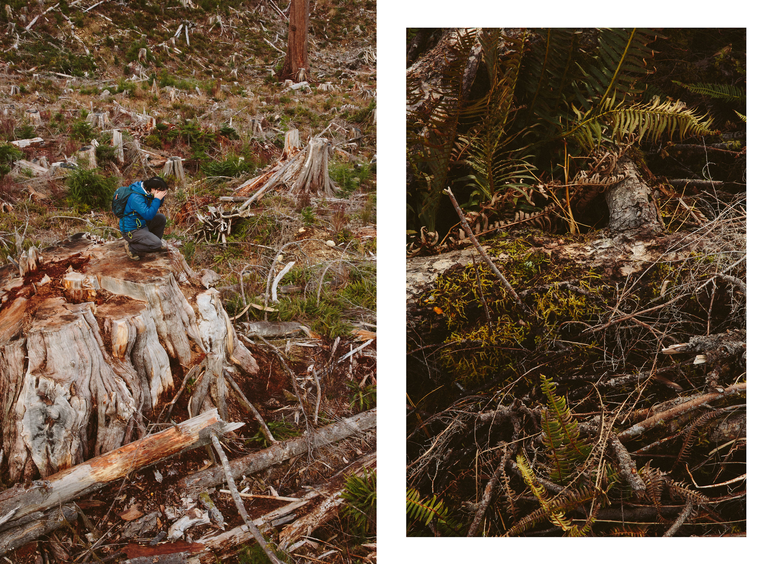11-Vancouver-Island-Old-Growth-Forests-Logging-Port-Renfrew-Big-Lonely-Doug-Clearcut-Edit.jpg
