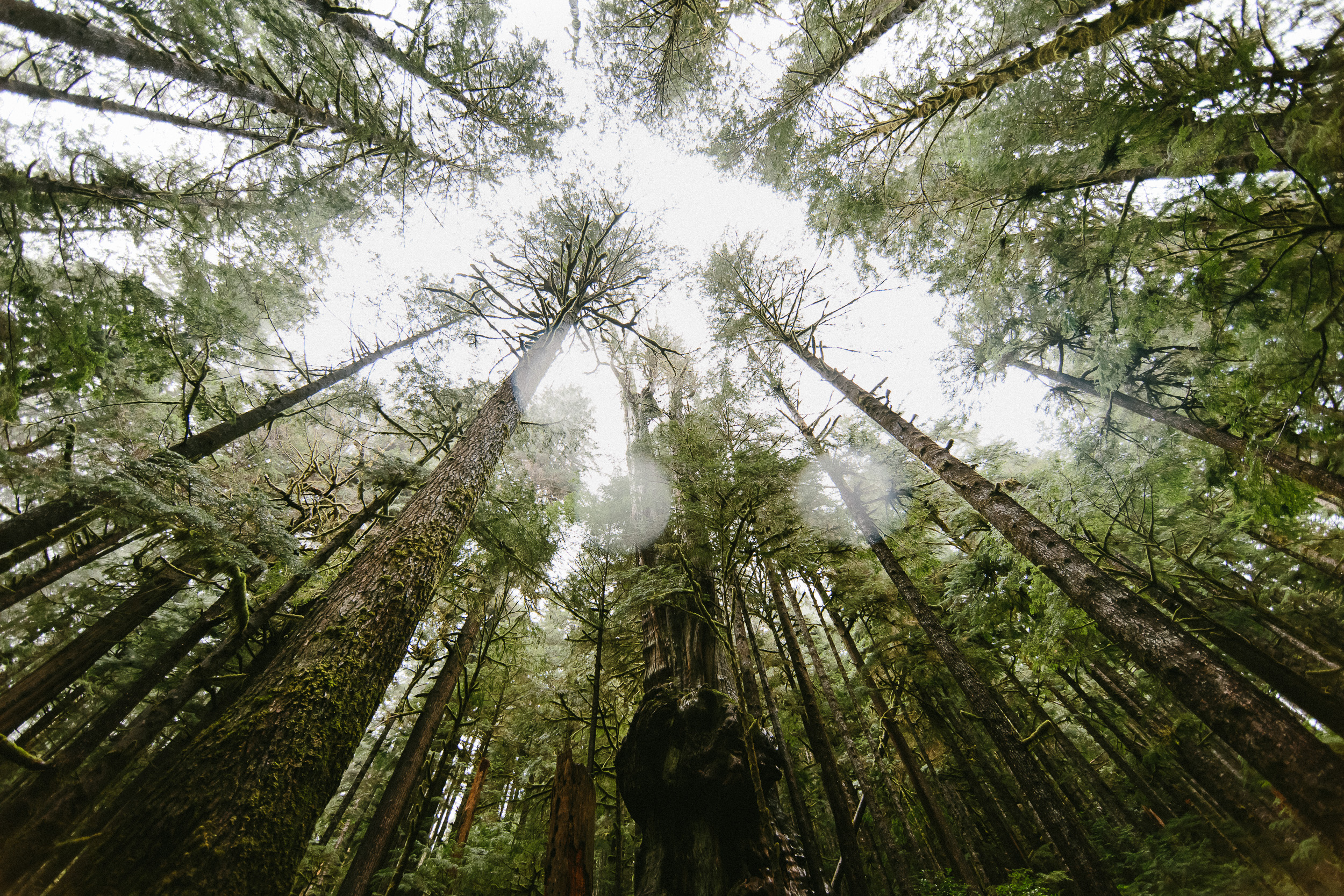 02-Vancouver-Island-Old-Growth-Forests-Logging-Port-Renfrew-Avatar-Grove.jpg