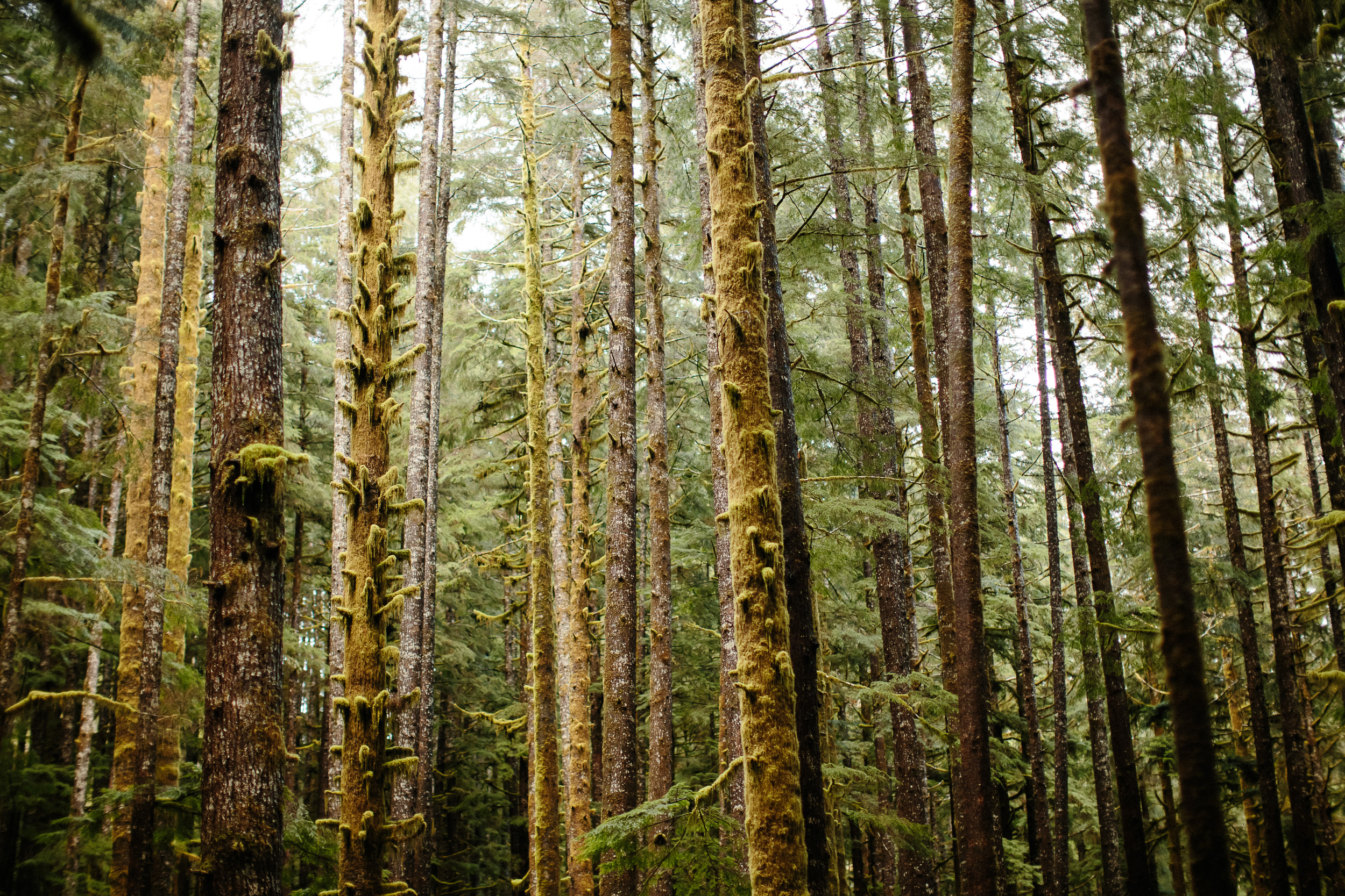 03-Vancouver-Island-Old-Growth-Forests-Logging-Port-Renfrew-Avatar-Grove.jpg