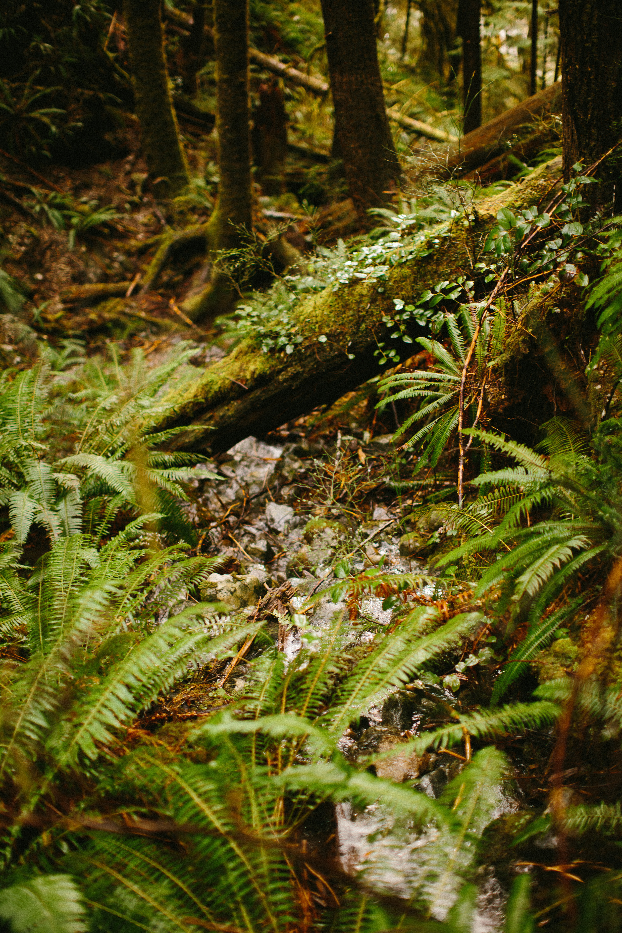 05-Vancouver-Island-Old-Growth-Forests-Logging-Port-Renfrew-Avatar-Grove.jpg