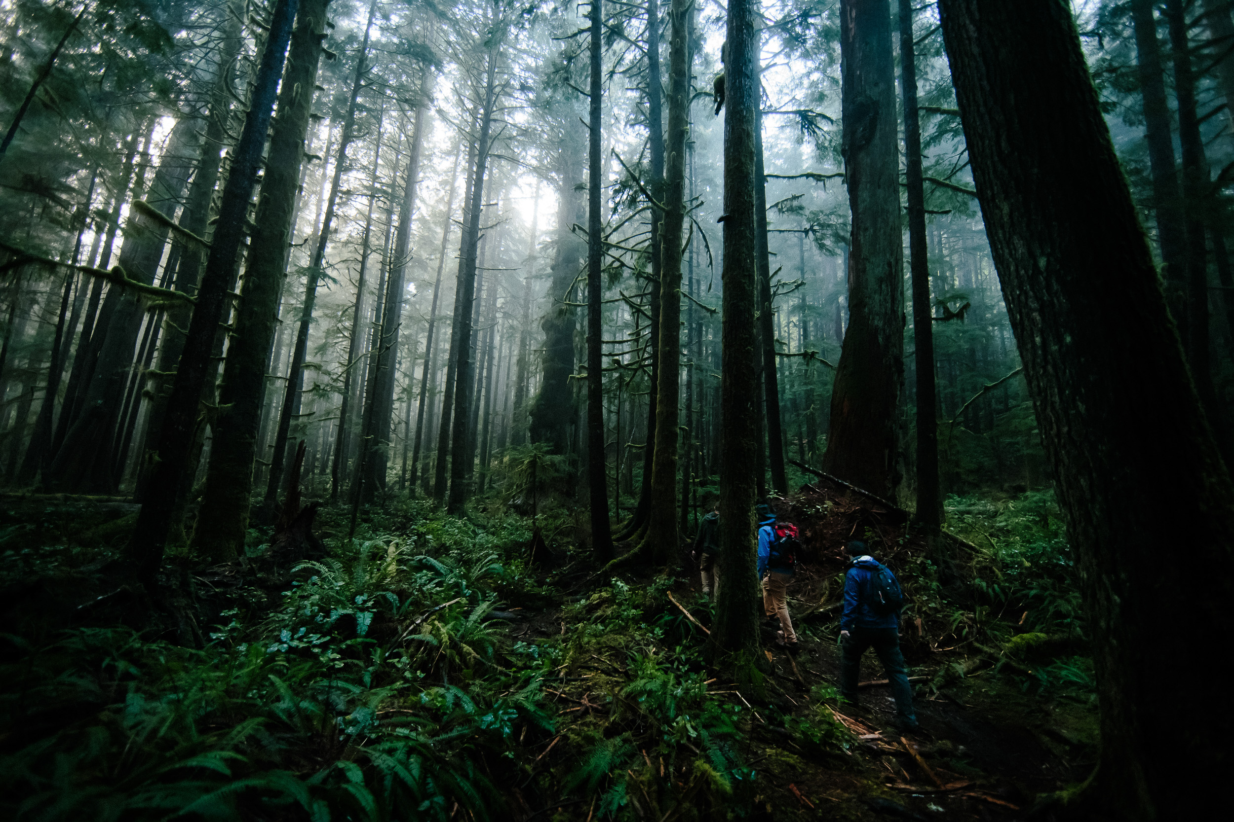 06-Vancouver-Island-Old-Growth-Forests-Logging-Port-Renfrew-Avatar-Grove.jpg