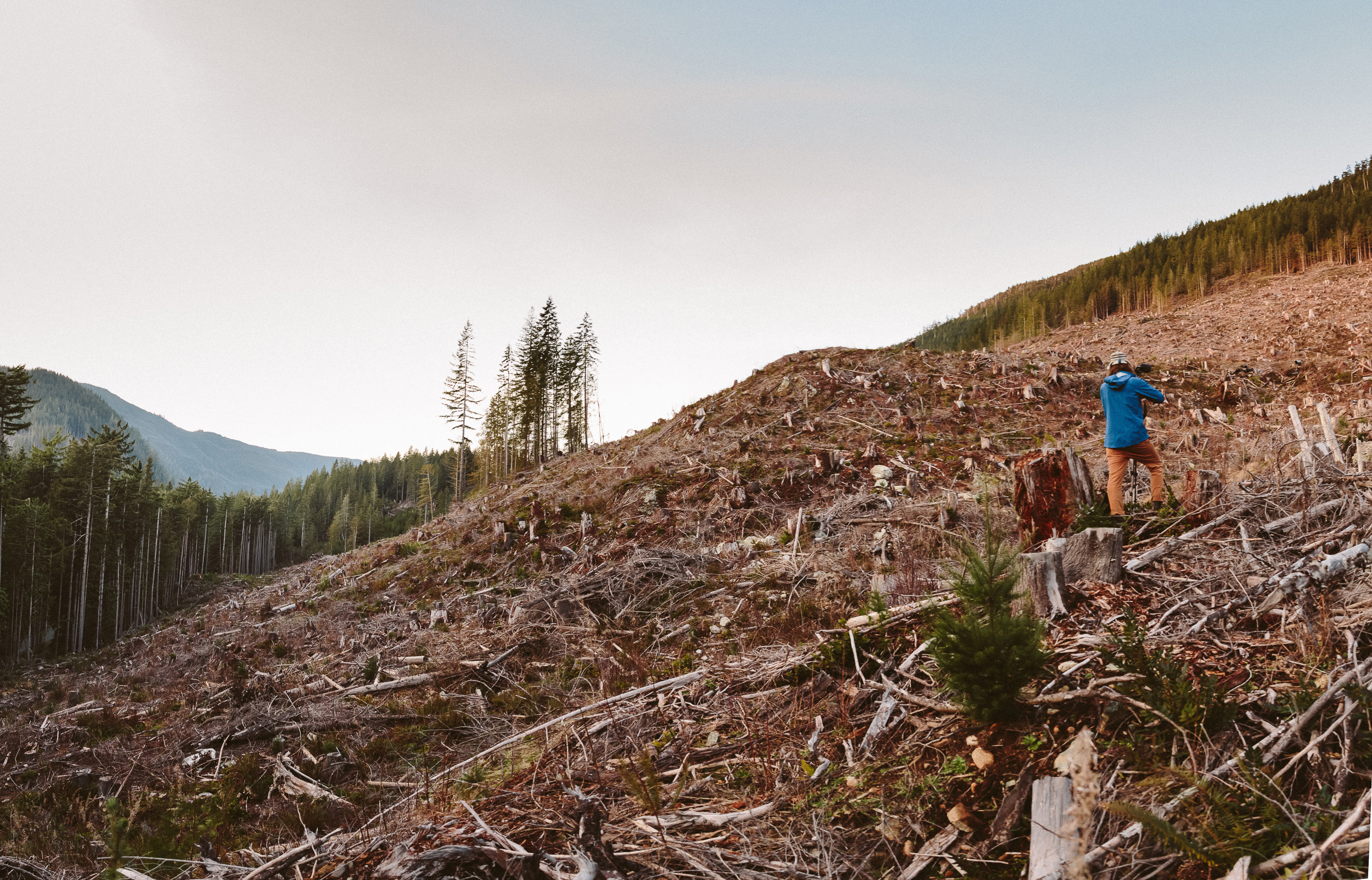 06-Vancouver-Island-BC-Carmanah-Walbran-Valley-Old-Growth-Forest-Clearcut-Logging-Devastation.jpg