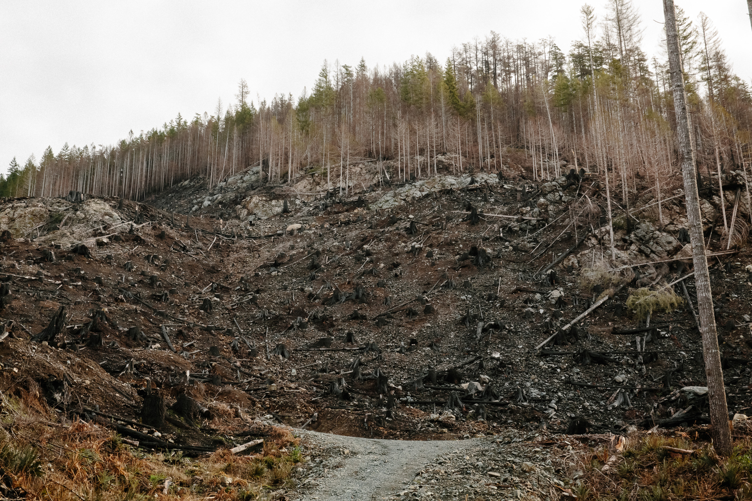 05-Vancouver-Island-BC-Carmanah-Walbran-Valley-Old-Growth-Forest-Teal-Jones-Clearcut.jpg