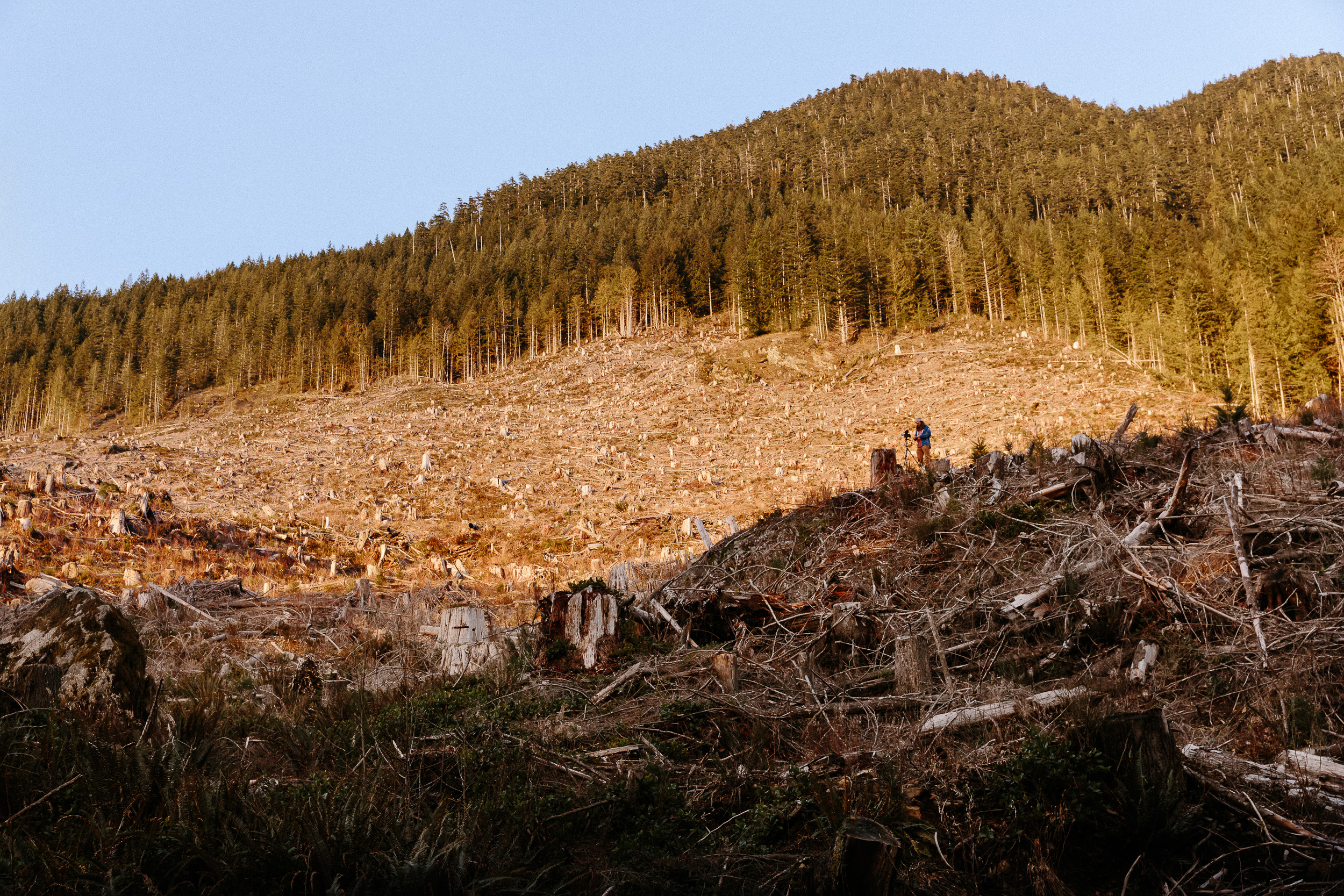 08-Vancouver-Island-BC-Carmanah-Walbran-Valley-Old-Growth-Forest-Clearcut-Logging-Devastation.jpg