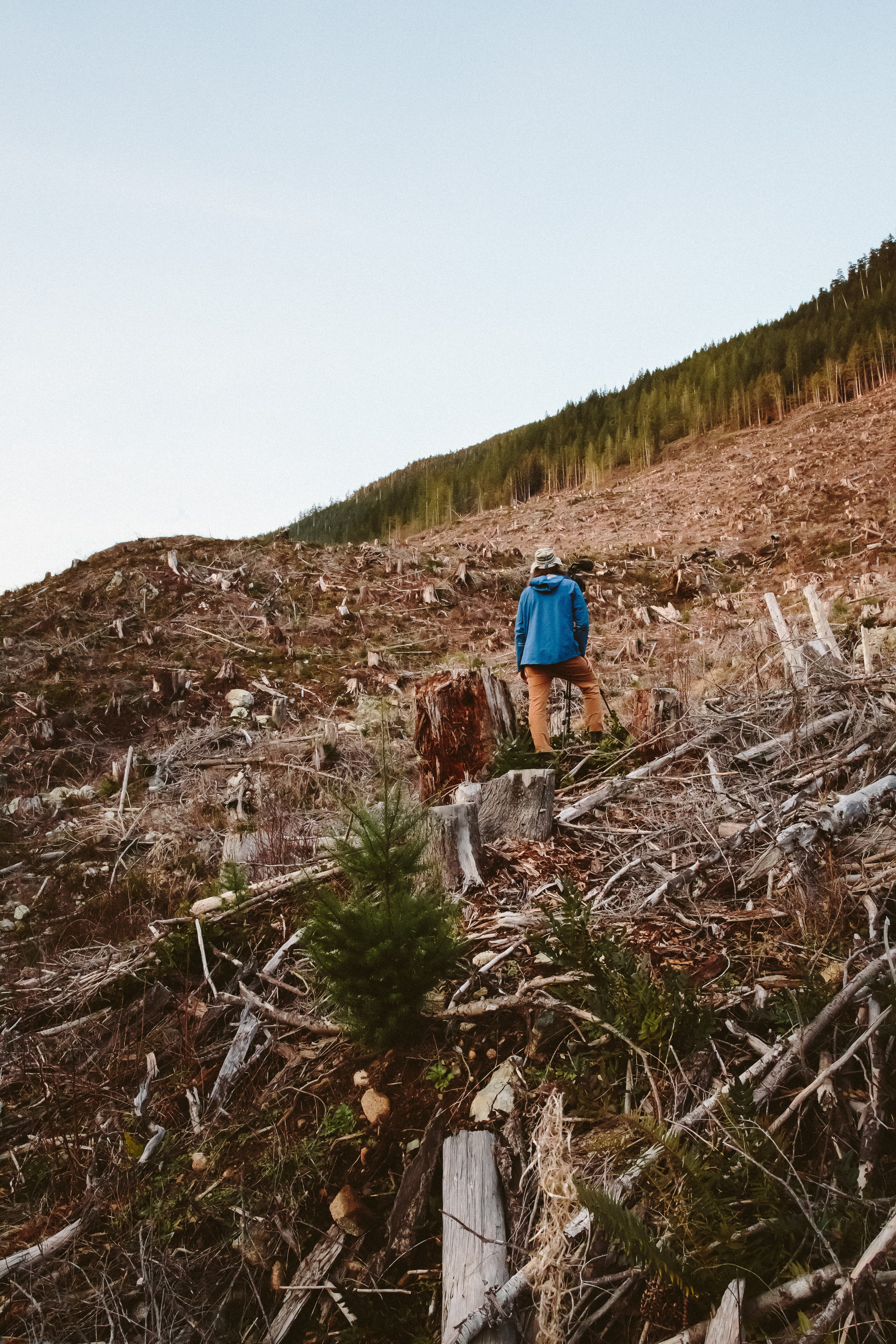 07-Vancouver-Island-BC-Carmanah-Walbran-Valley-Old-Growth-Forest-Clearcut-Logging-Devastation.jpg