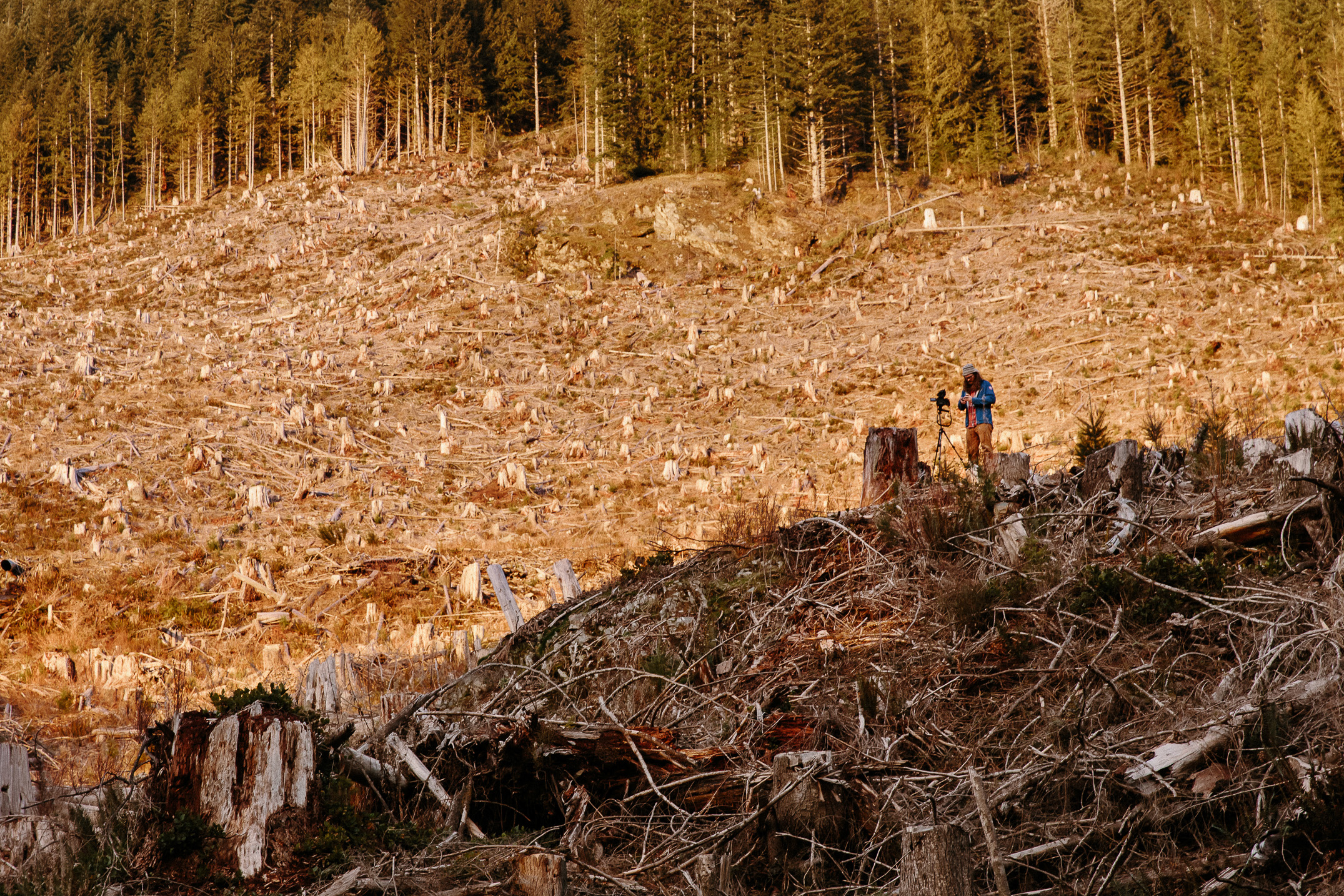 09-Vancouver-Island-BC-Carmanah-Walbran-Valley-Old-Growth-Forest-Clearcut-Logging-Devastation.jpg