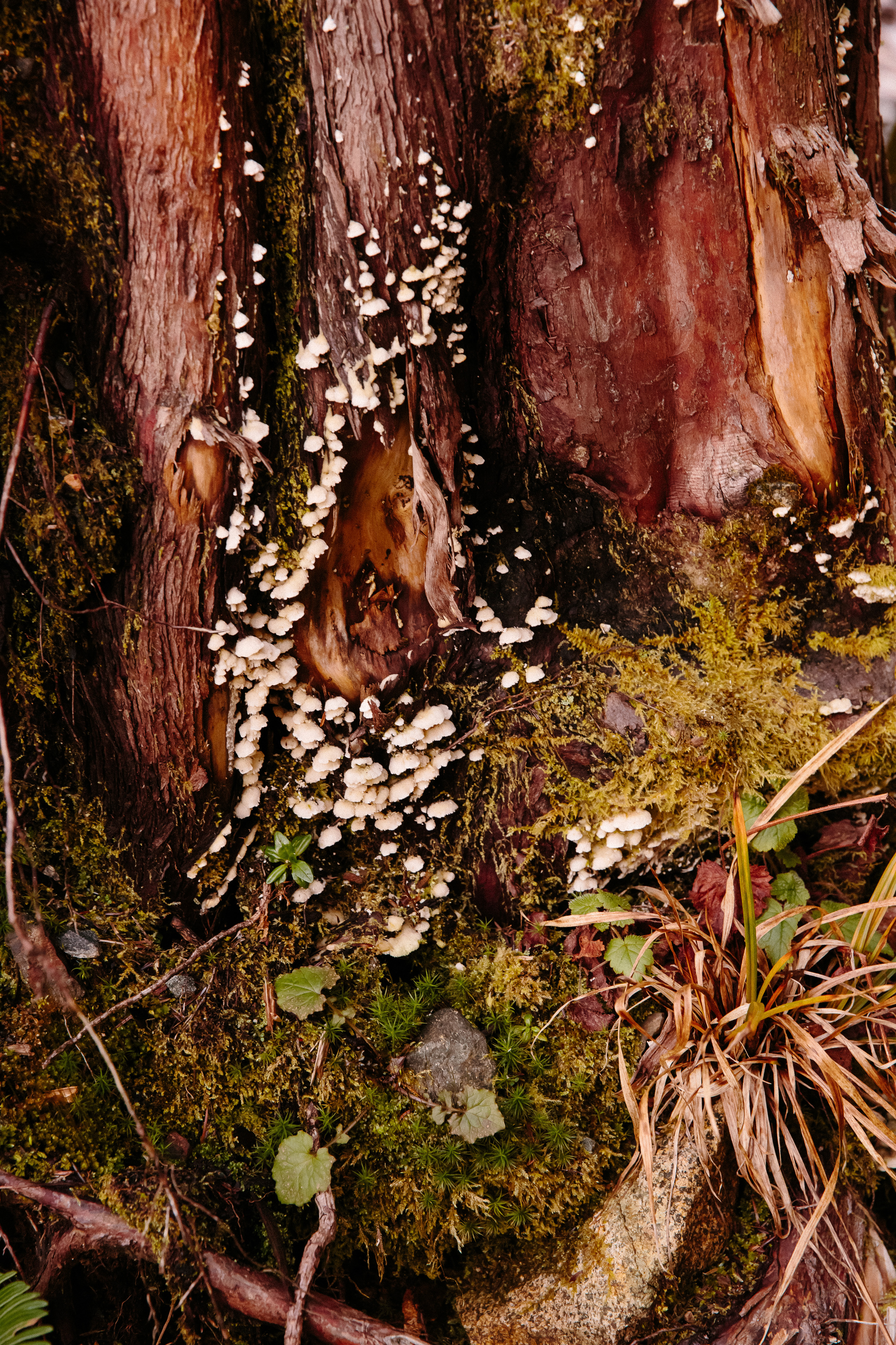 10-Vancouver-Island-BC-Carmanah-Walbran-Valley-Old-Growth-Forest-Clearcut-Logging-Devastation.jpg