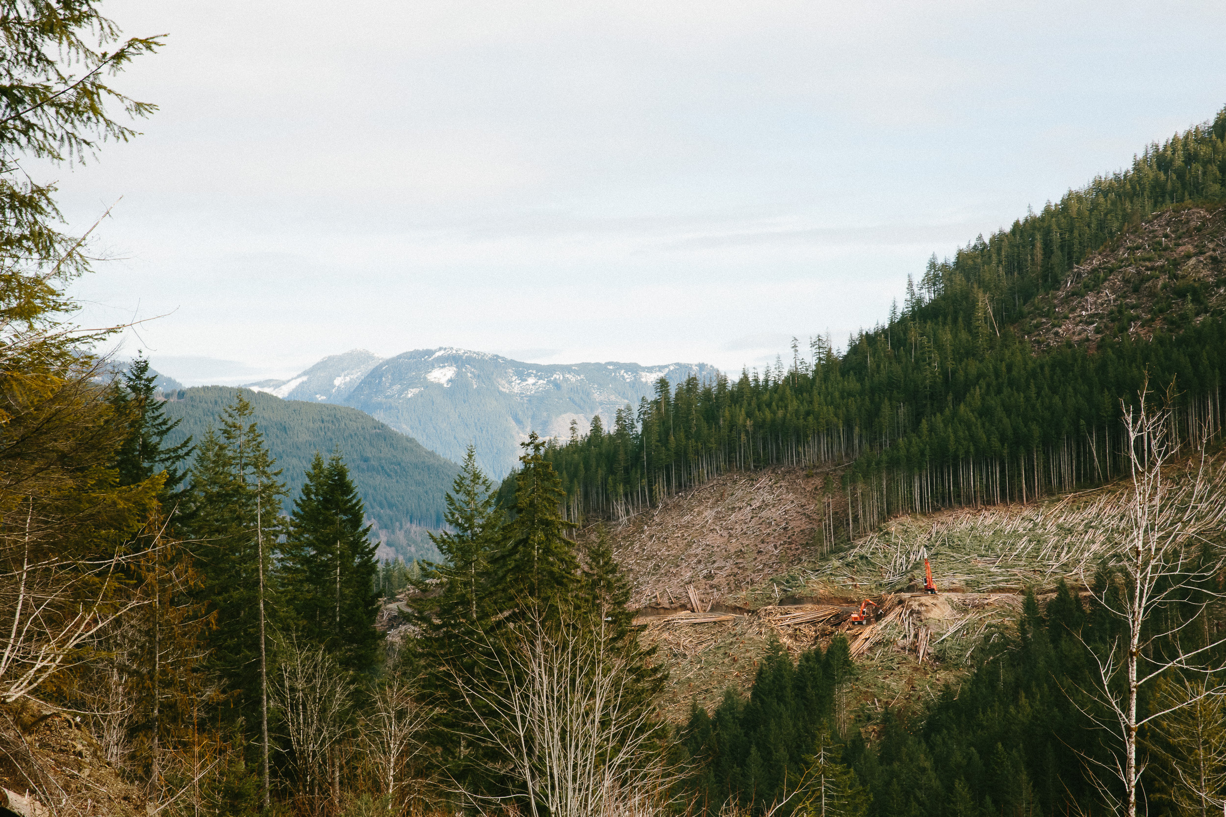 12-Vancouver-Island-BC-Carmanah-Walbran-Valley-Old-Growth-Forest-Teal-Jones-Clearcut.jpg