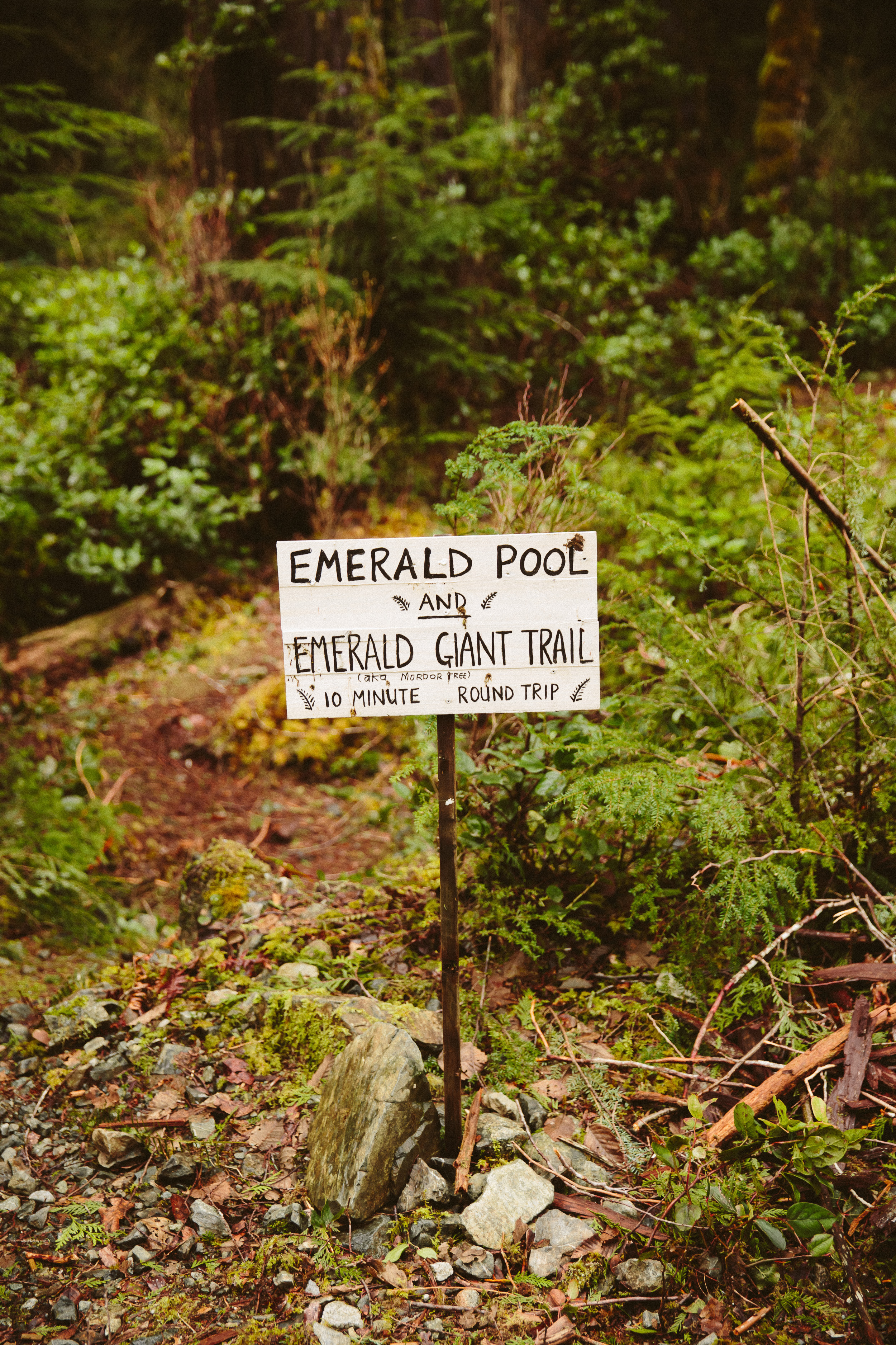 04-Vancouver-Island-BC-Carmanah-Walbran-Valley-Old-Growth-Forest-Emerald-Pool-Giant.jpg