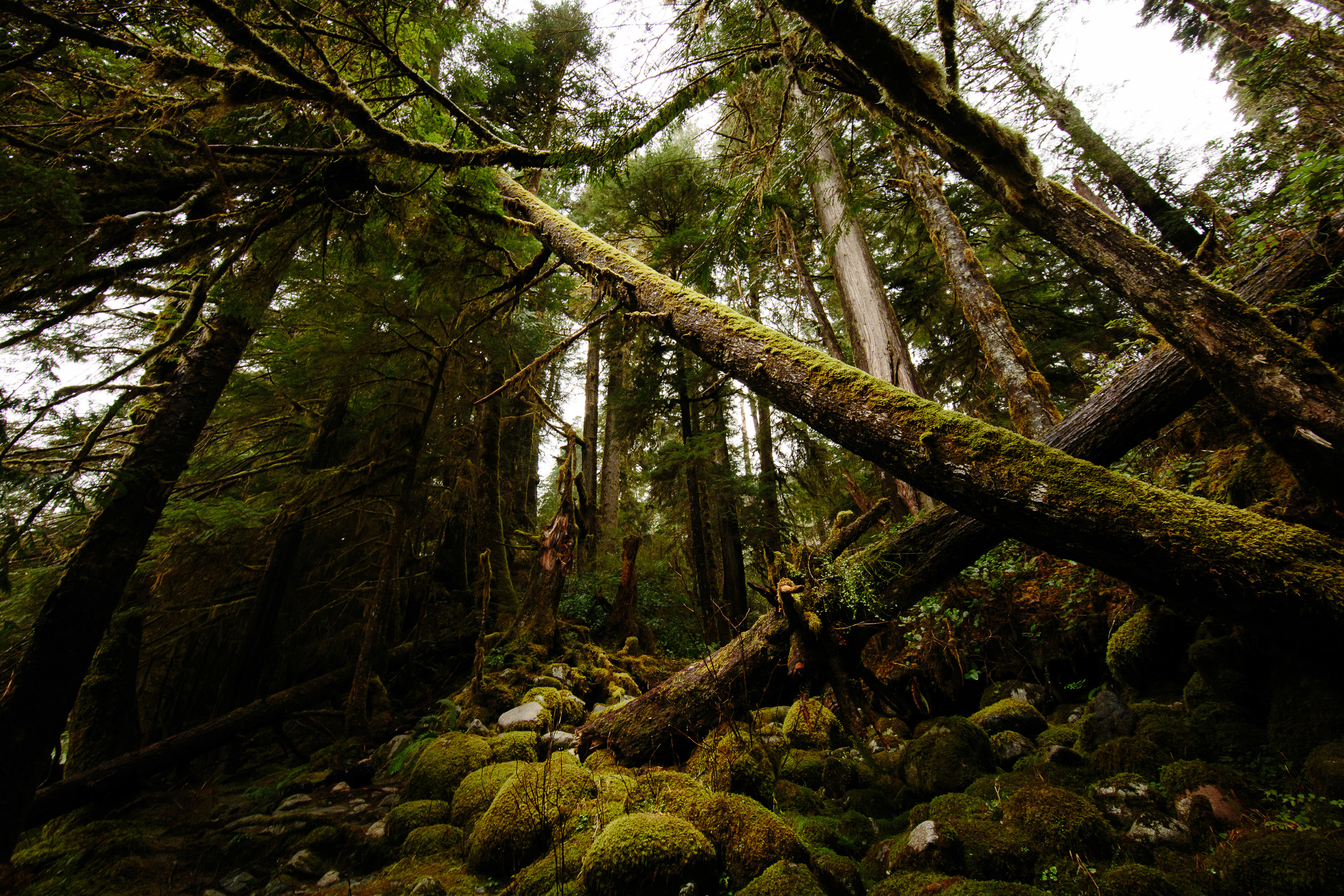 05-Vancouver-Island-BC-Carmanah-Walbran-Valley-Old-Growth-Forest.jpg
