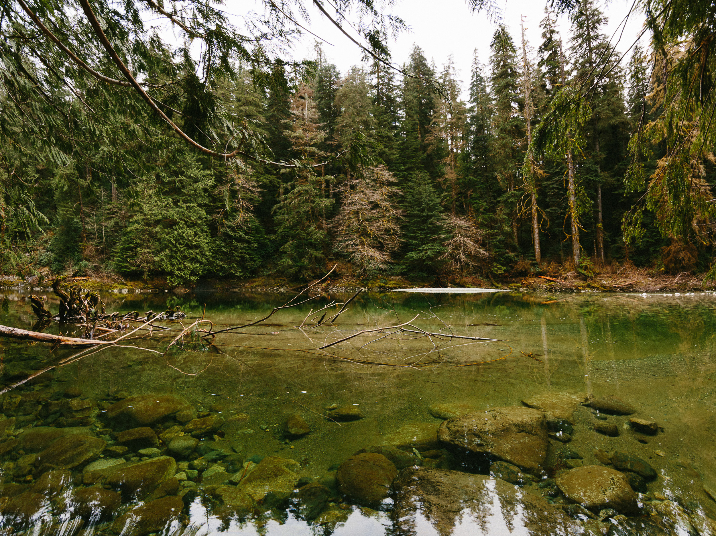 07-Vancouver-Island-BC-Carmanah-Walbran-Valley-Old-Growth-Forest-Emerald-Pool-Giant.jpg
