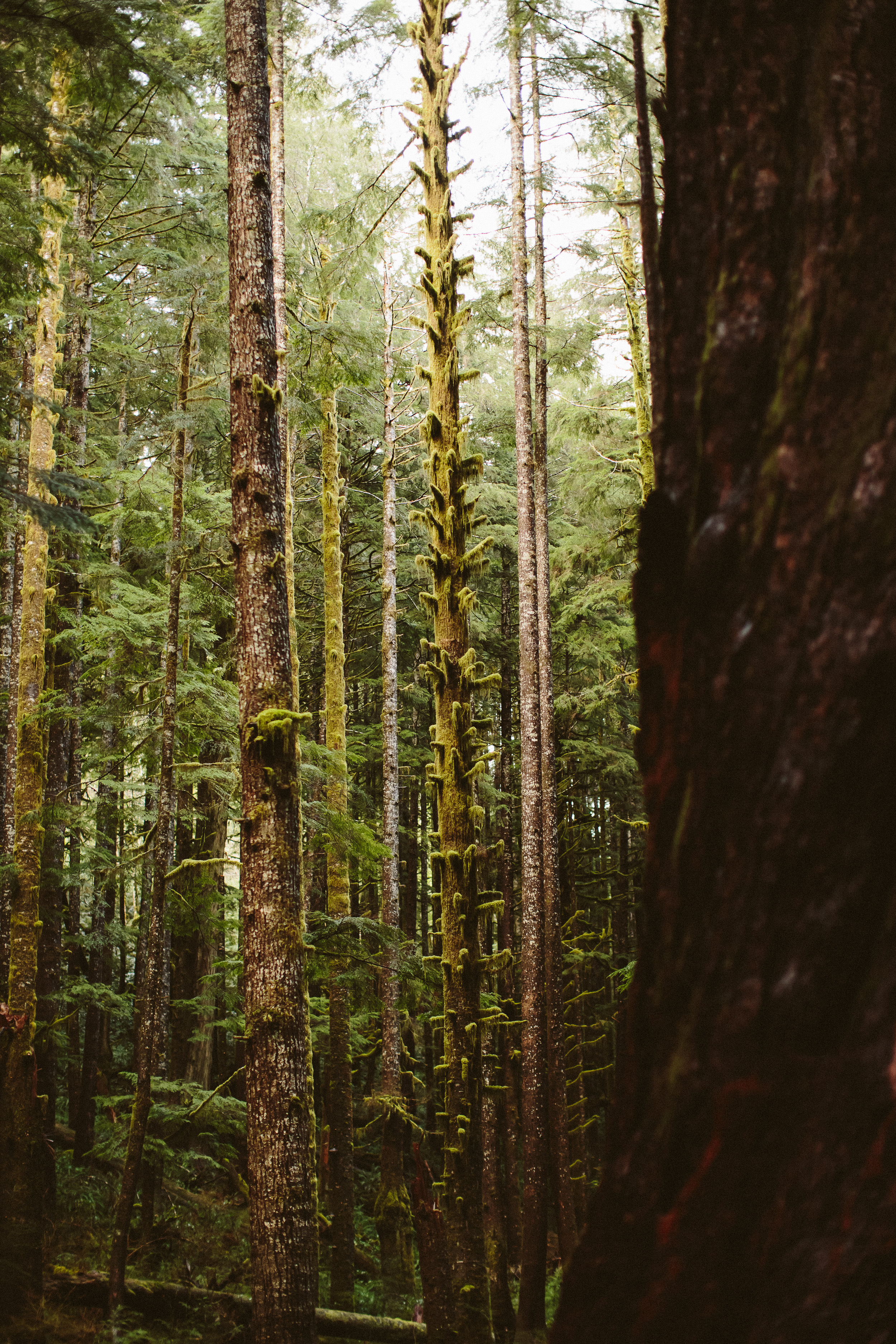 005-Vancouver-Island-Old-Growth-Forests-Logging-Port-Renfrew-Avatar-Grove.jpg