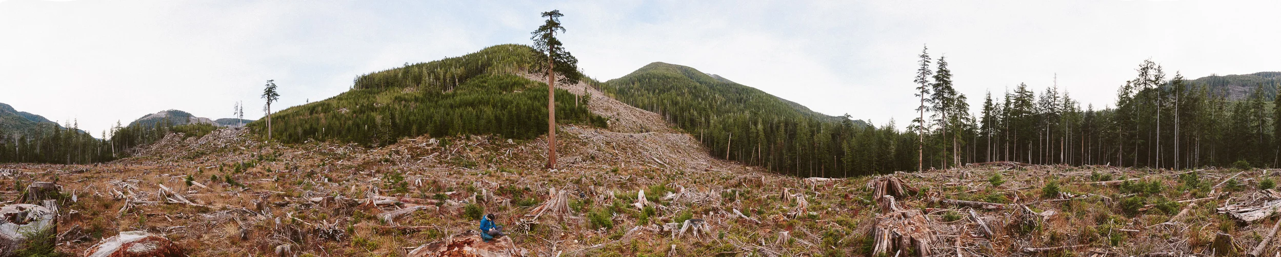 085-Vancouver-Island-Old-Growth-Forests-Logging-Port-Renfrew-Big-Lonely-Doug-Clearcut.jpg