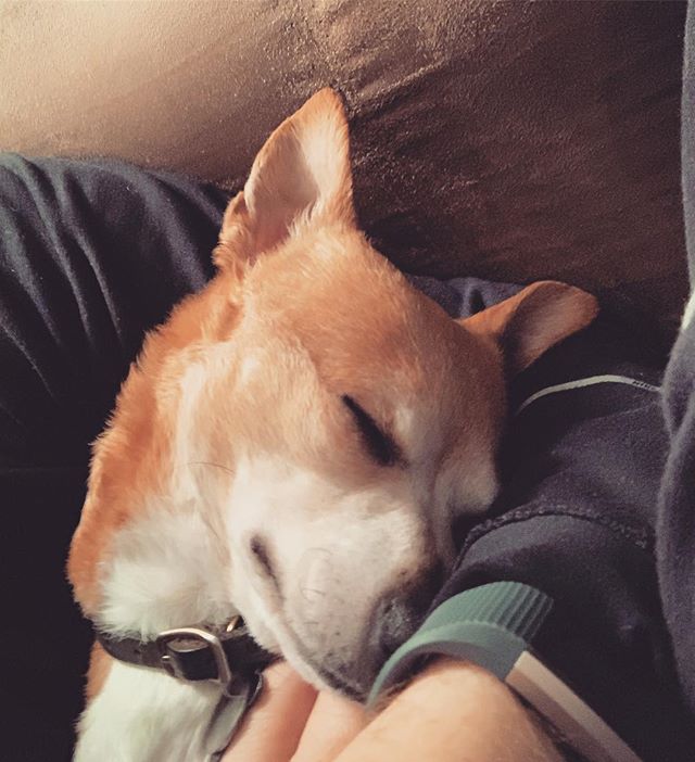Dogs truly are the best β₯οΈπ₯#doggie #zzz