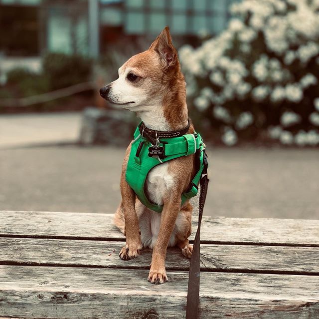Buckley! The last picture is what happens sometimes π€·ββοΈ #dog #portland