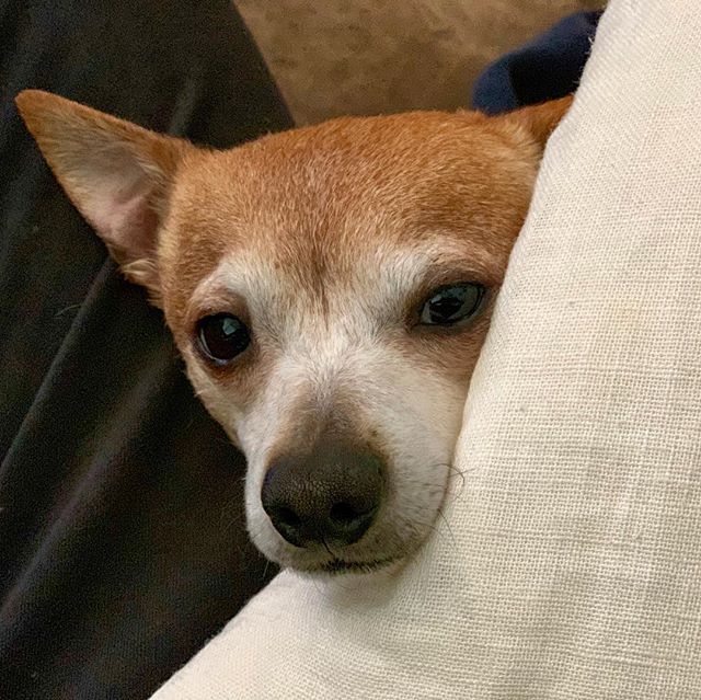 Oh hi! (Buckley, probably) #dog #shibachi #toocute