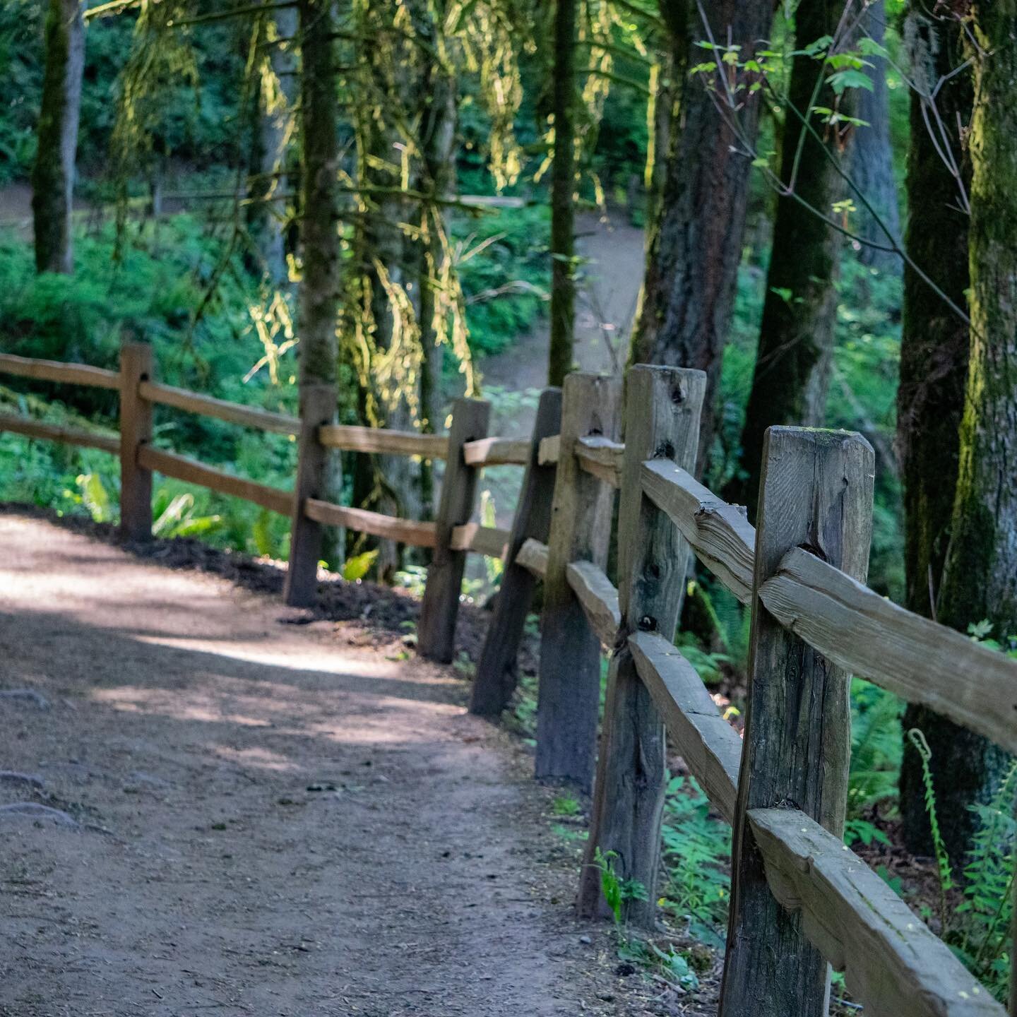 🌲 enjoy nature 🌳 
perfect imperfections 
#nature #trail #portland #portlandoregon