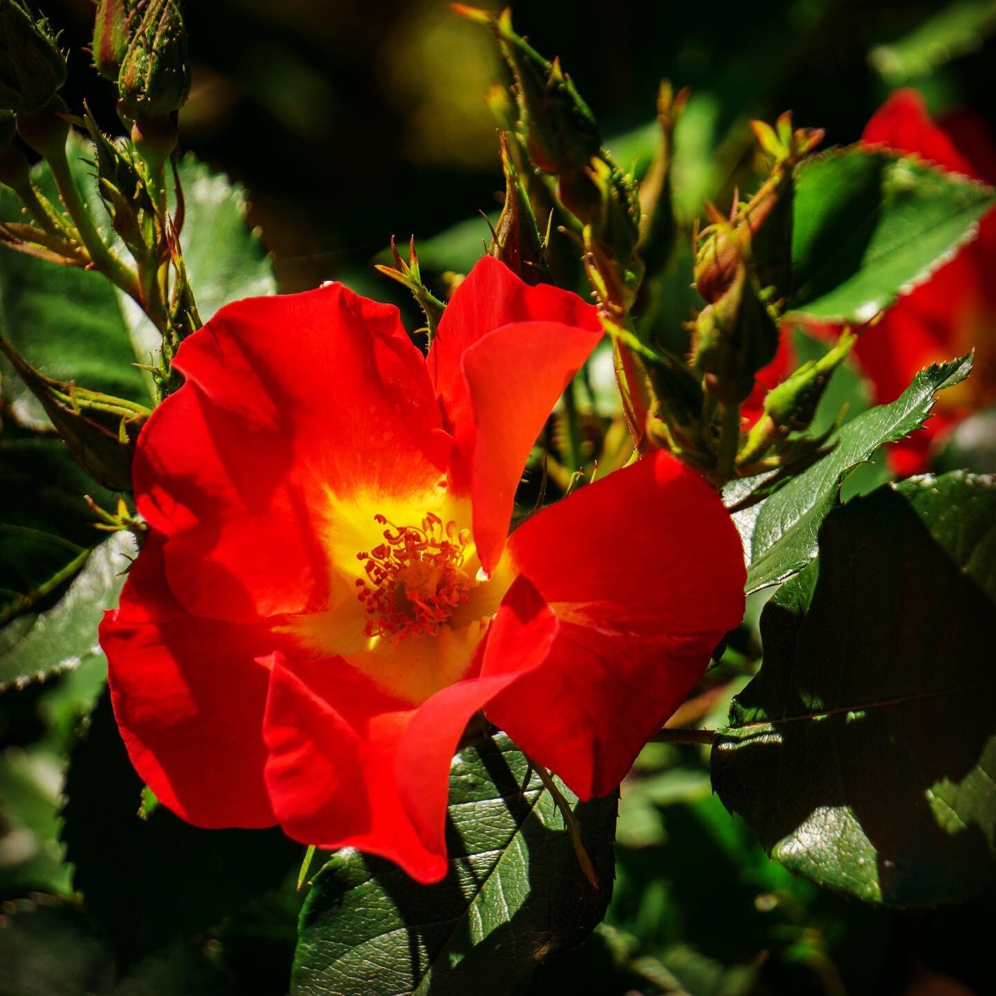 🌺 don&rsquo;t pick 🌸 
💦 nurture and let it grow 🌹 
#flower #nature #portland #portlandoregon