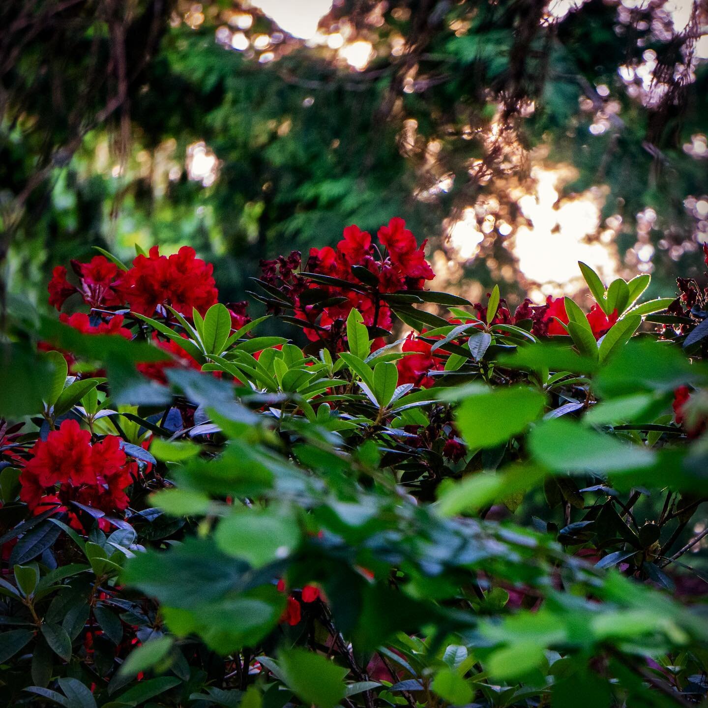 🌹 perspective 🌲 
chill evening walks 
#flowers #portlandoregon #portland #contrast #photography