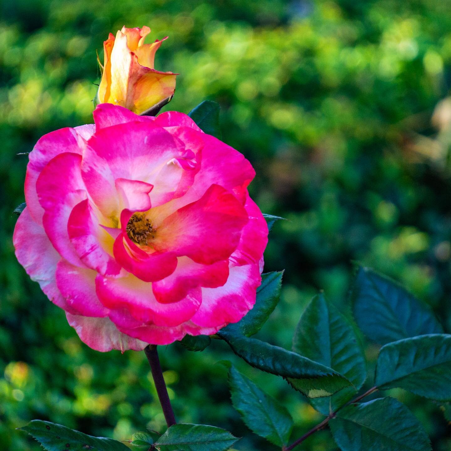 Another reminder ⏰ 
🌺 don&rsquo;t forget to stop and enjoy the little things 🌸 
#flower #photography #portland #portlandoregon #nature #breathe