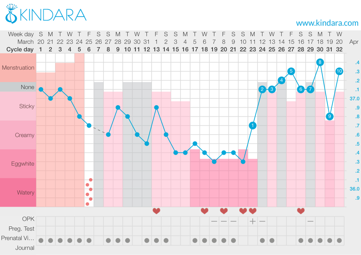 36 Day Menstrual Cycle Chart