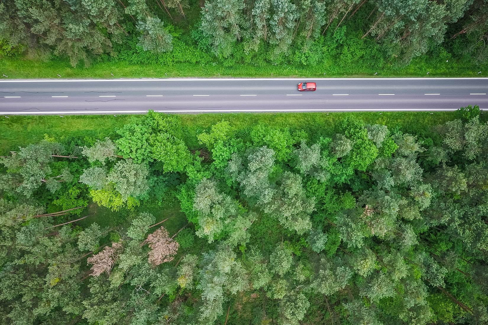car speeding through woods