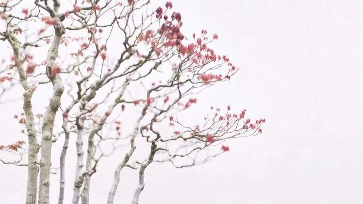Bonsai07.jpg