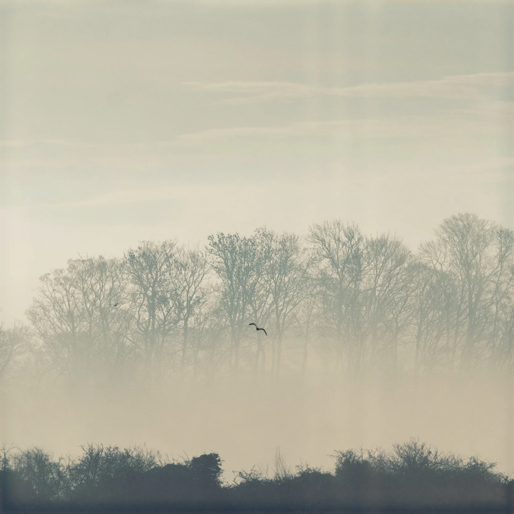 019 / The bird path