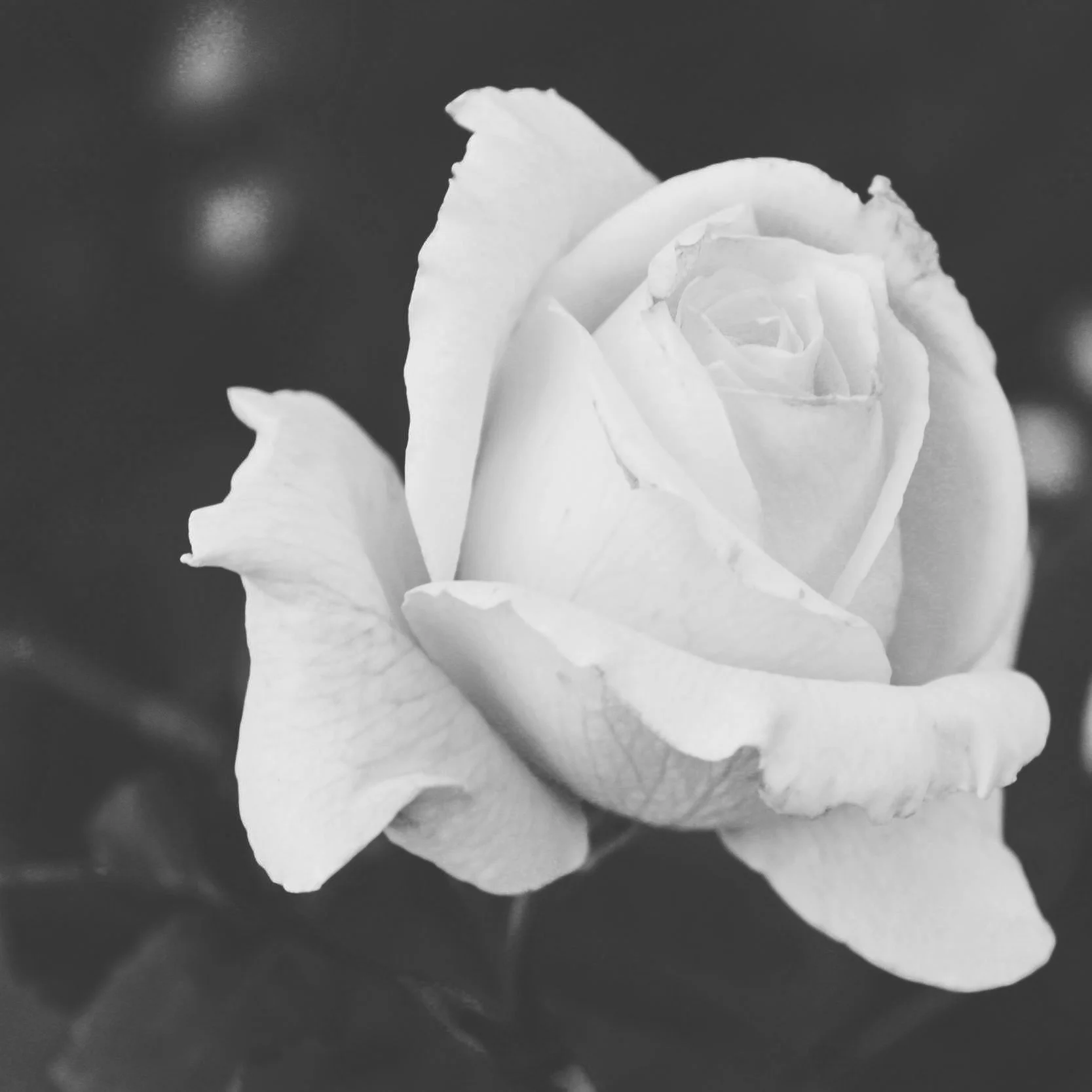 022 / The flowering of silence