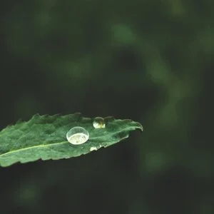 The way to the Pure Land