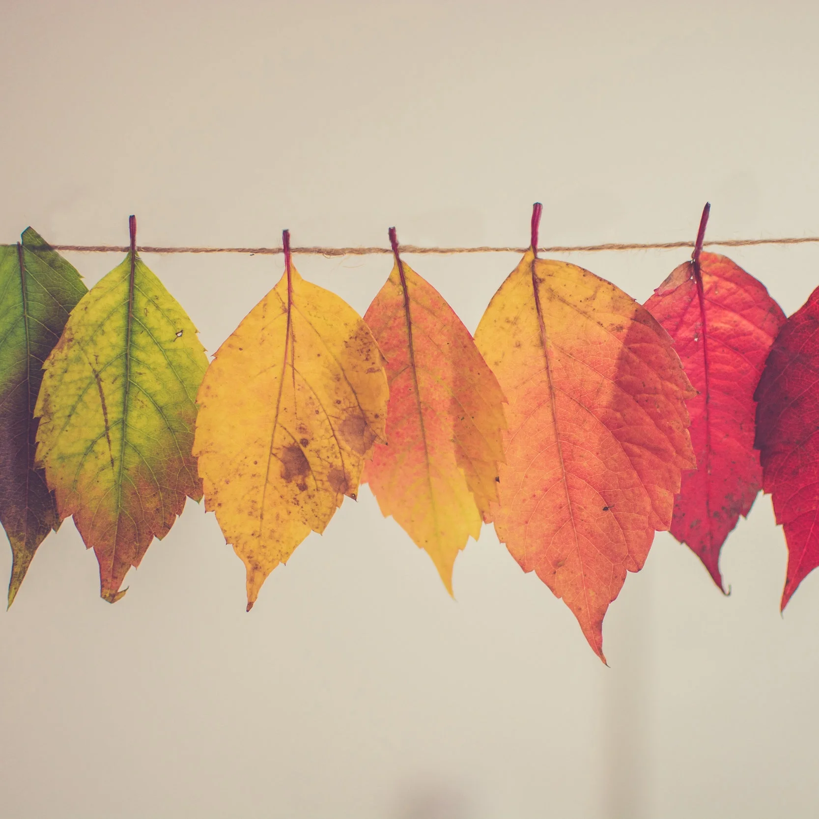 The sorrow of autumn