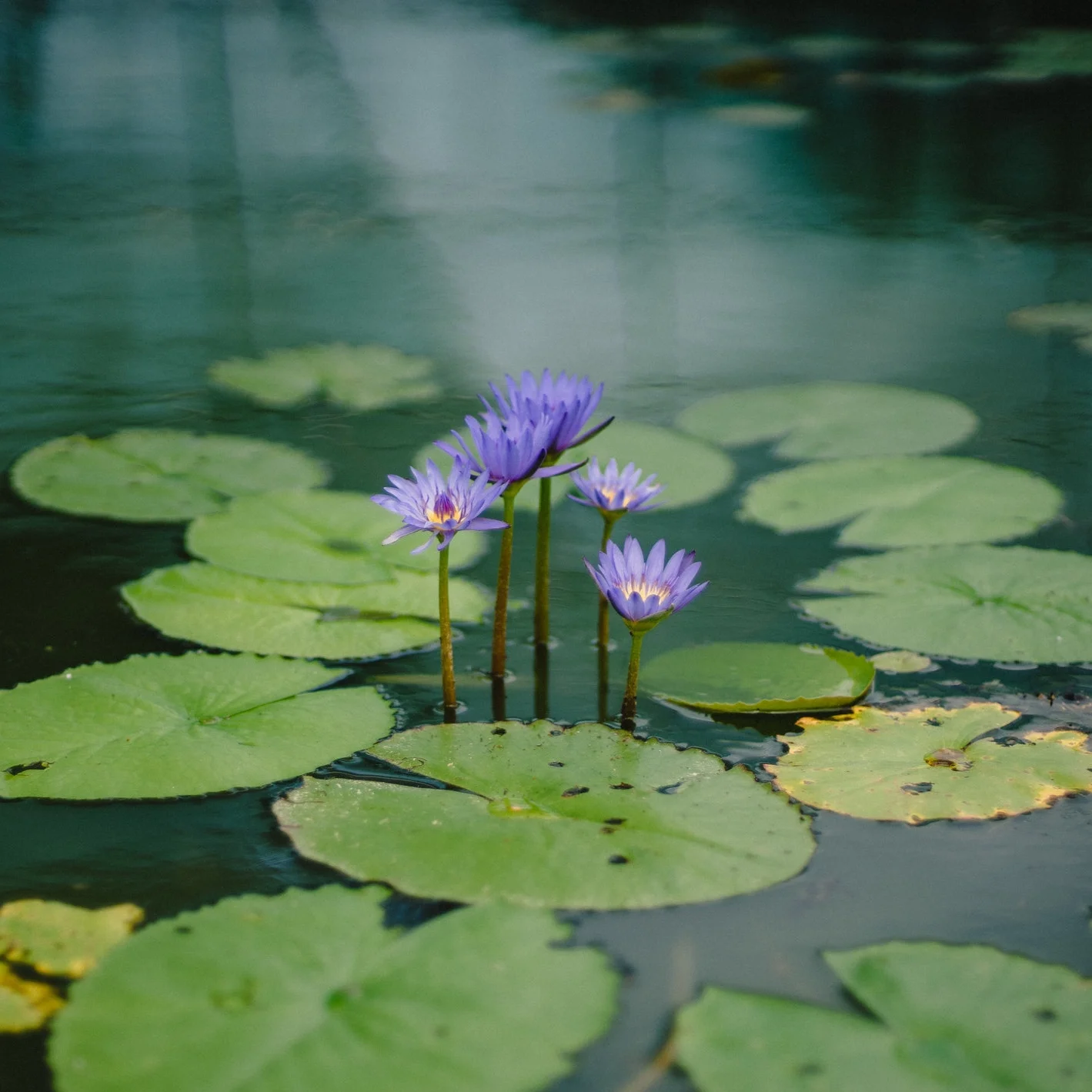Lotus flowers
