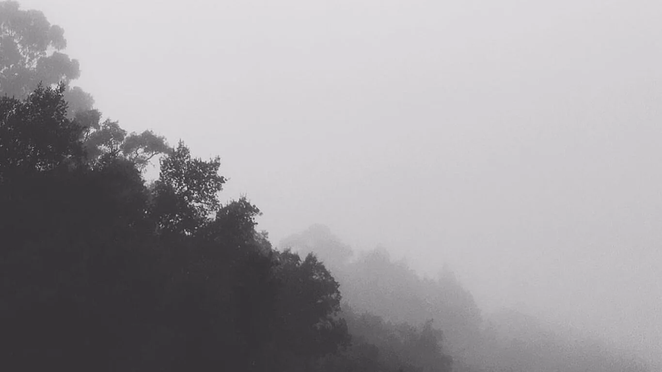 A forest conversation