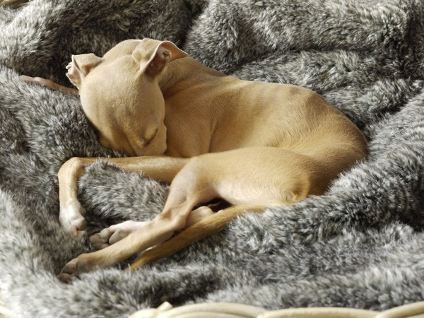 charley-chau-faux-fur-dog-blanket-squirrel_grande.jpg
