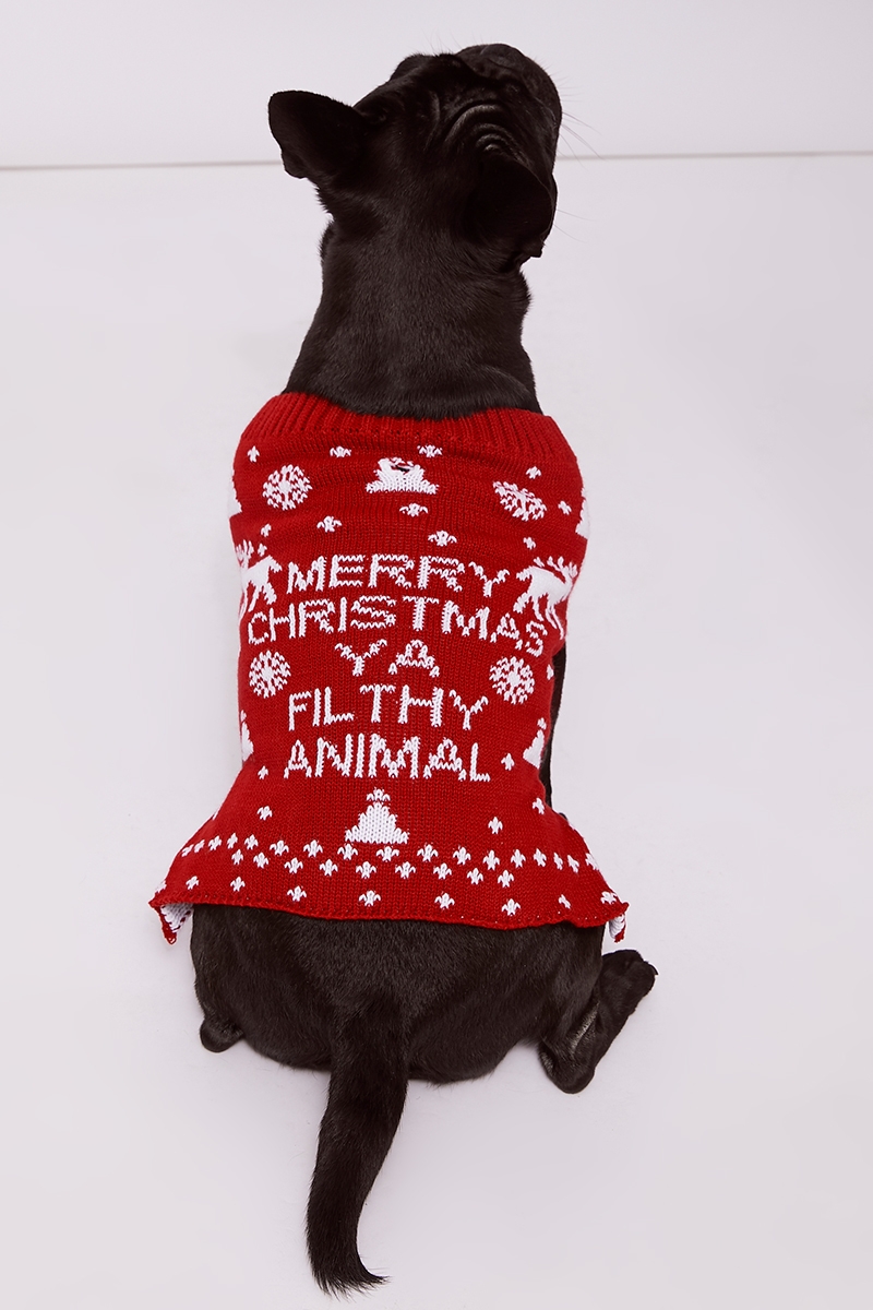 03.12_dog_xmas_.jpg