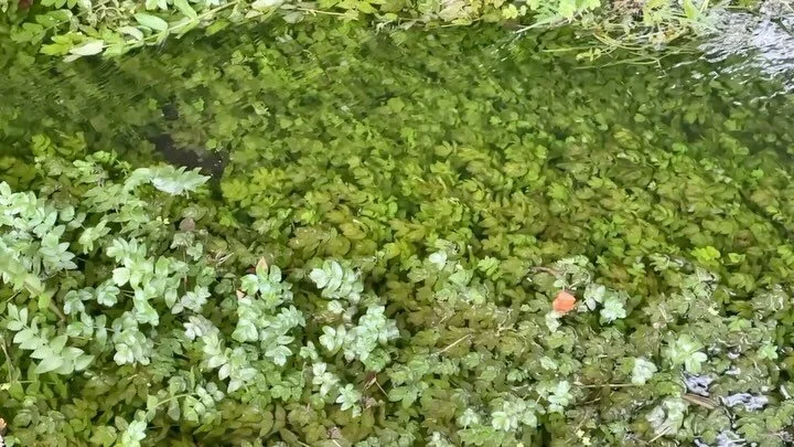 Looking forward to sharing Water Stories and what I discovered about England&rsquo;s miraculous chalk streams whilst on residency @groundworkgallery King&rsquo;s Lynn over the summer @britishlibrary today