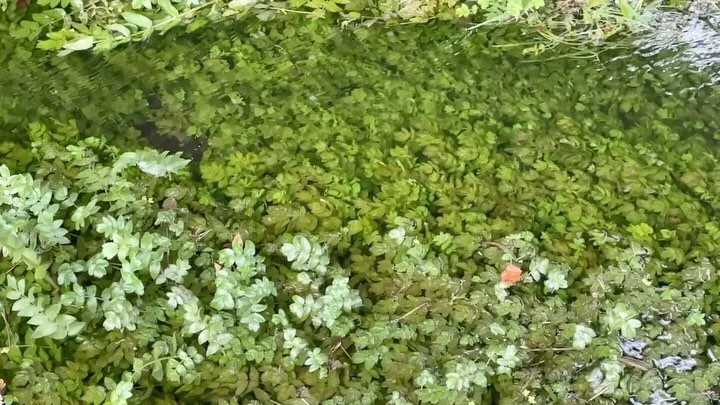 Looking forward to sharing Water Stories and what I discovered about England&rsquo;s miraculous chalk streams whilst on residency @groundworkgallery King&rsquo;s Lynn over the summer @britishlibrary today