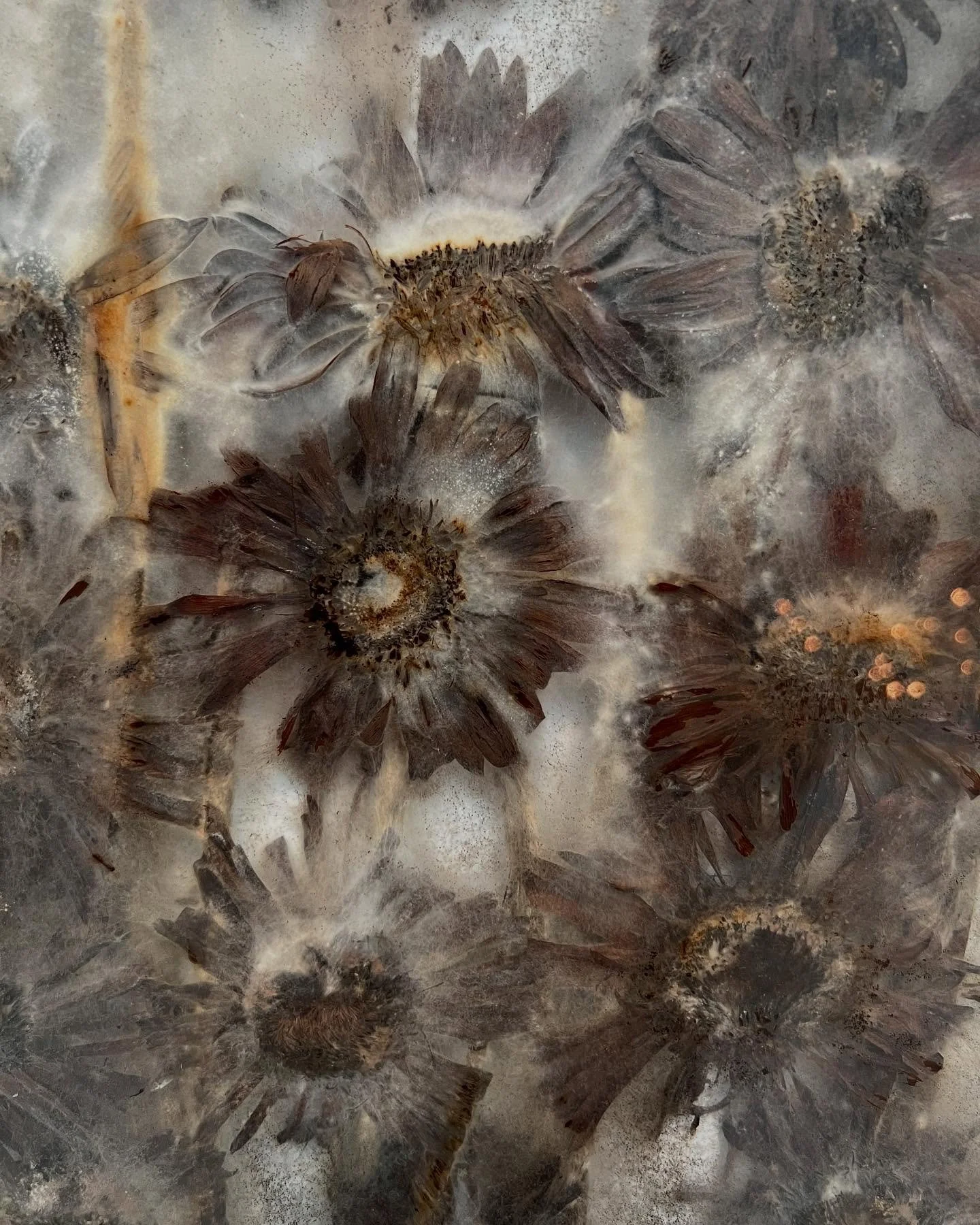 Anya Gallaccio: preserve 
@turnercontemporary 

&ldquo;Melting candles, rotting trees, a huge curtain of apples and a chalk mine 3D-printed into life &hellip; these impermanent spectacles turn art into theatre.&rdquo;

@guardian ★★★★★

Anya Gallaccio