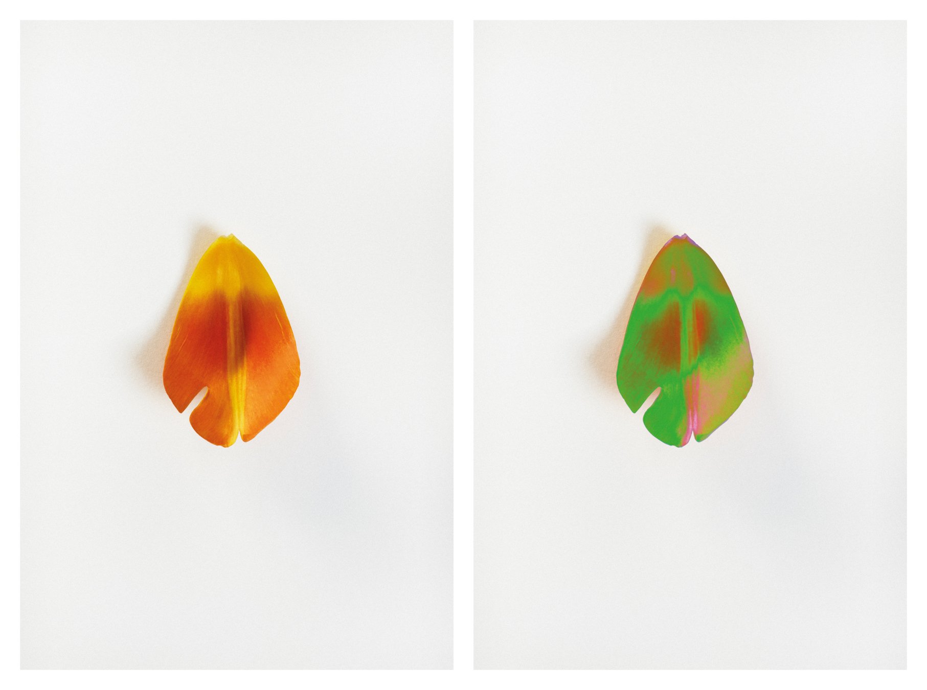  tulip i and ii. paris, february 2023 