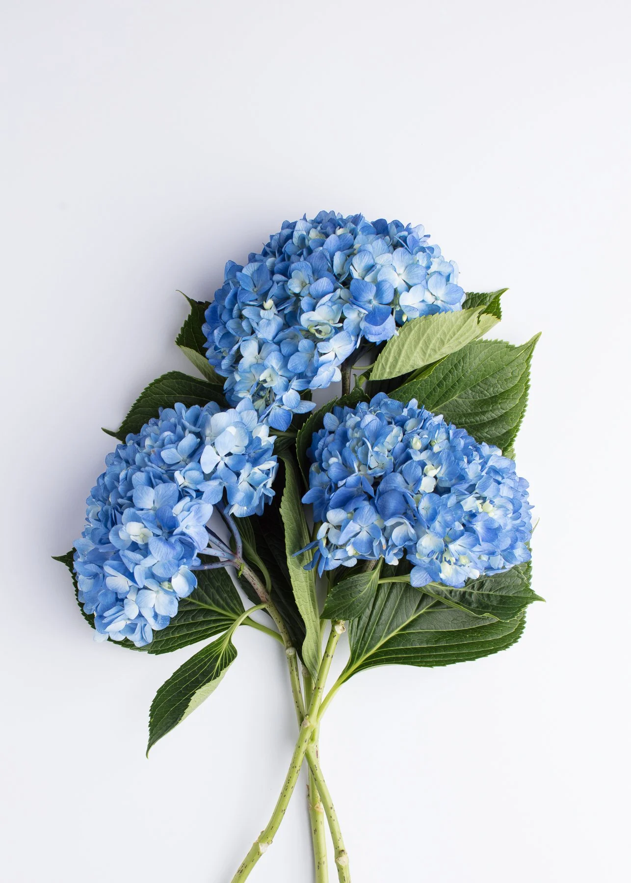 Three blue hydrangea flowers with green leaves on a white background.