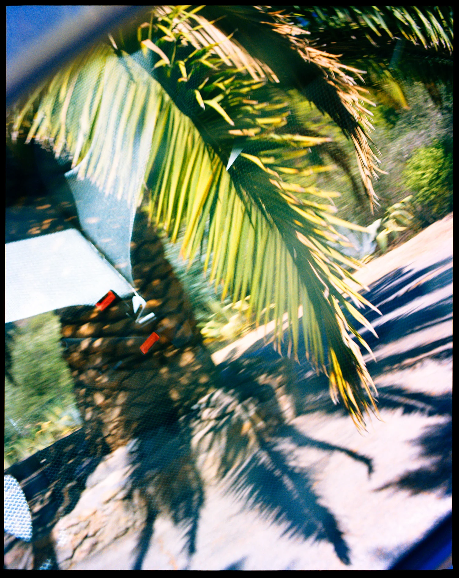 MA_06_01_Palm_n_Car.jpg